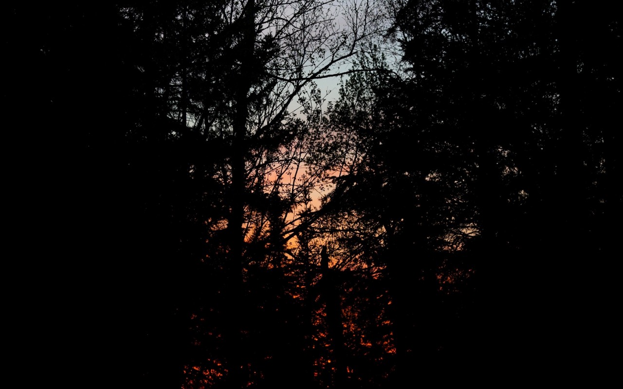 Sun Set In A Dark Forest - HD Wallpaper 