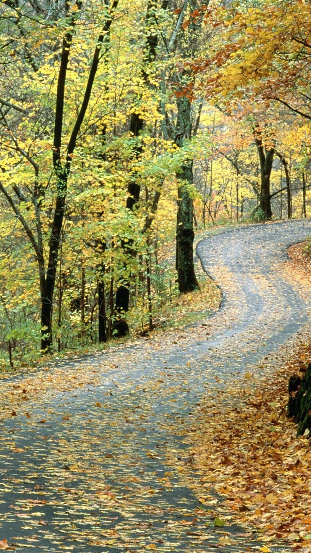 Autumn Road Nature Park Wallpapers Hd - Percy Warner Park Nashville Cycling - HD Wallpaper 