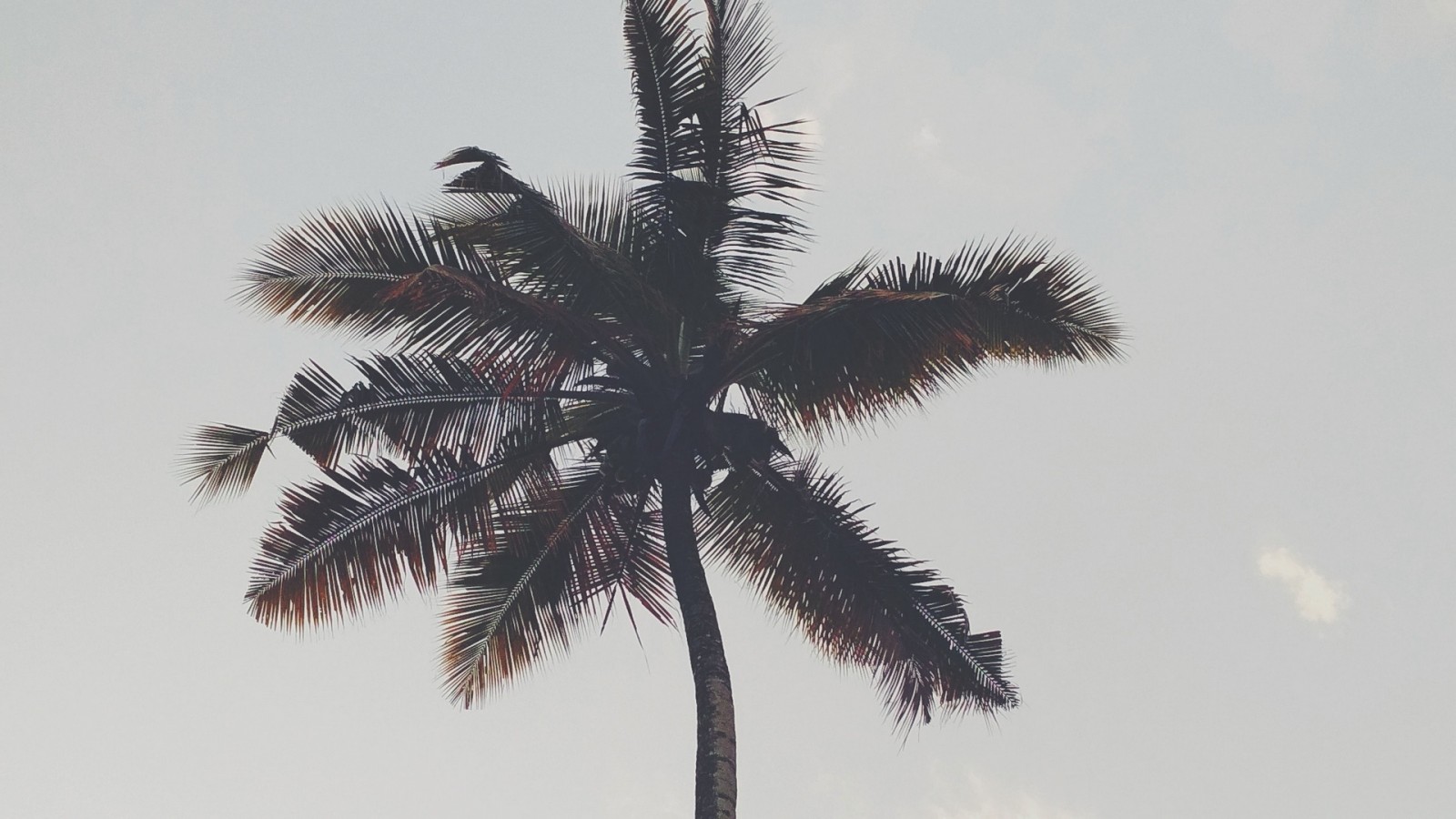 Palms Tree Iphone X - HD Wallpaper 