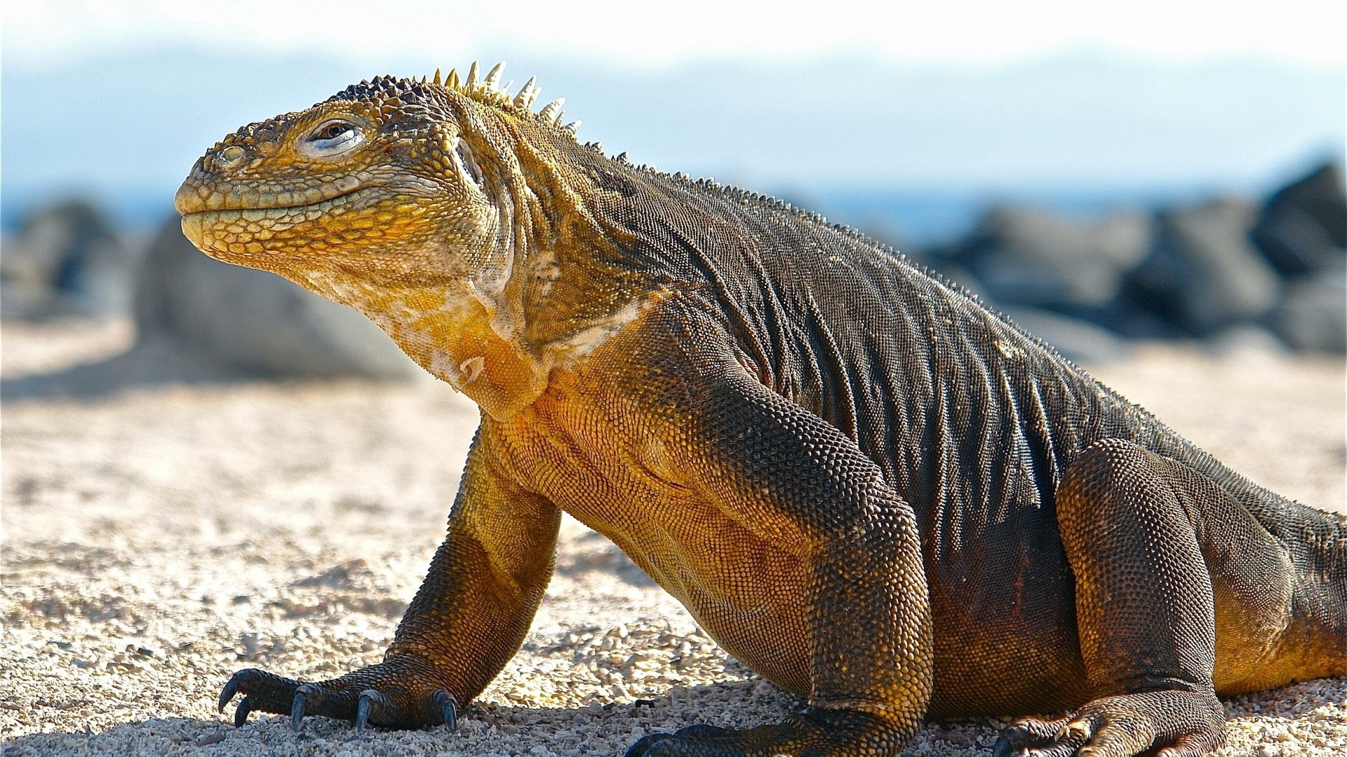 Wallpaper Conolophus, Galapagos Islands, Scales, Huge - Dragon De Komodo Hd - HD Wallpaper 