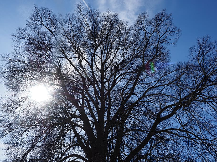 Elm, Tree, Huge, Branches, Aesthetic, Powerful, Large, - 北海道 切っ て は いけない 木 - HD Wallpaper 