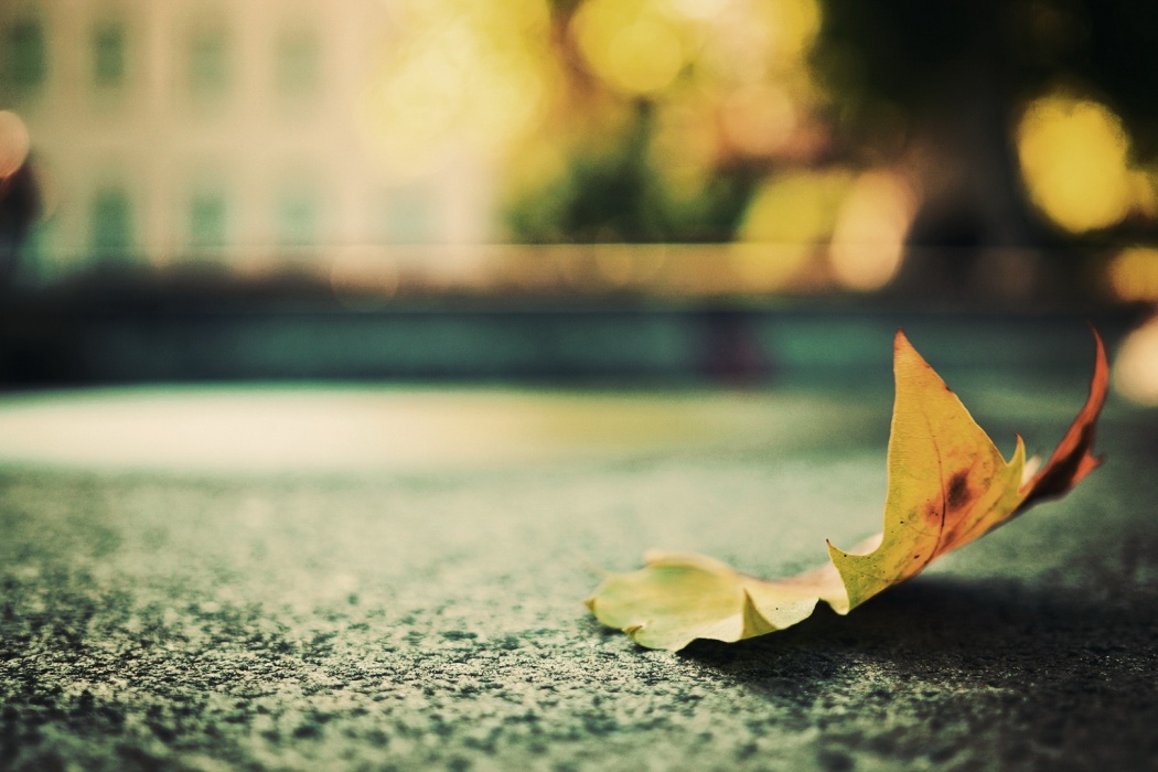 Maple Leave Falling On Empty Road - Bheed Mein Tanhai Mein Quotes - HD Wallpaper 