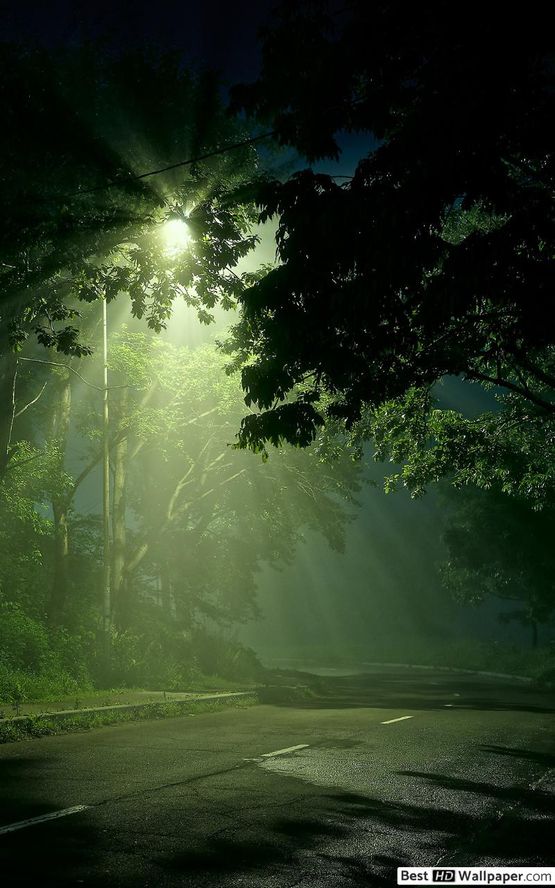 Light Shining Through Dark Forest - HD Wallpaper 