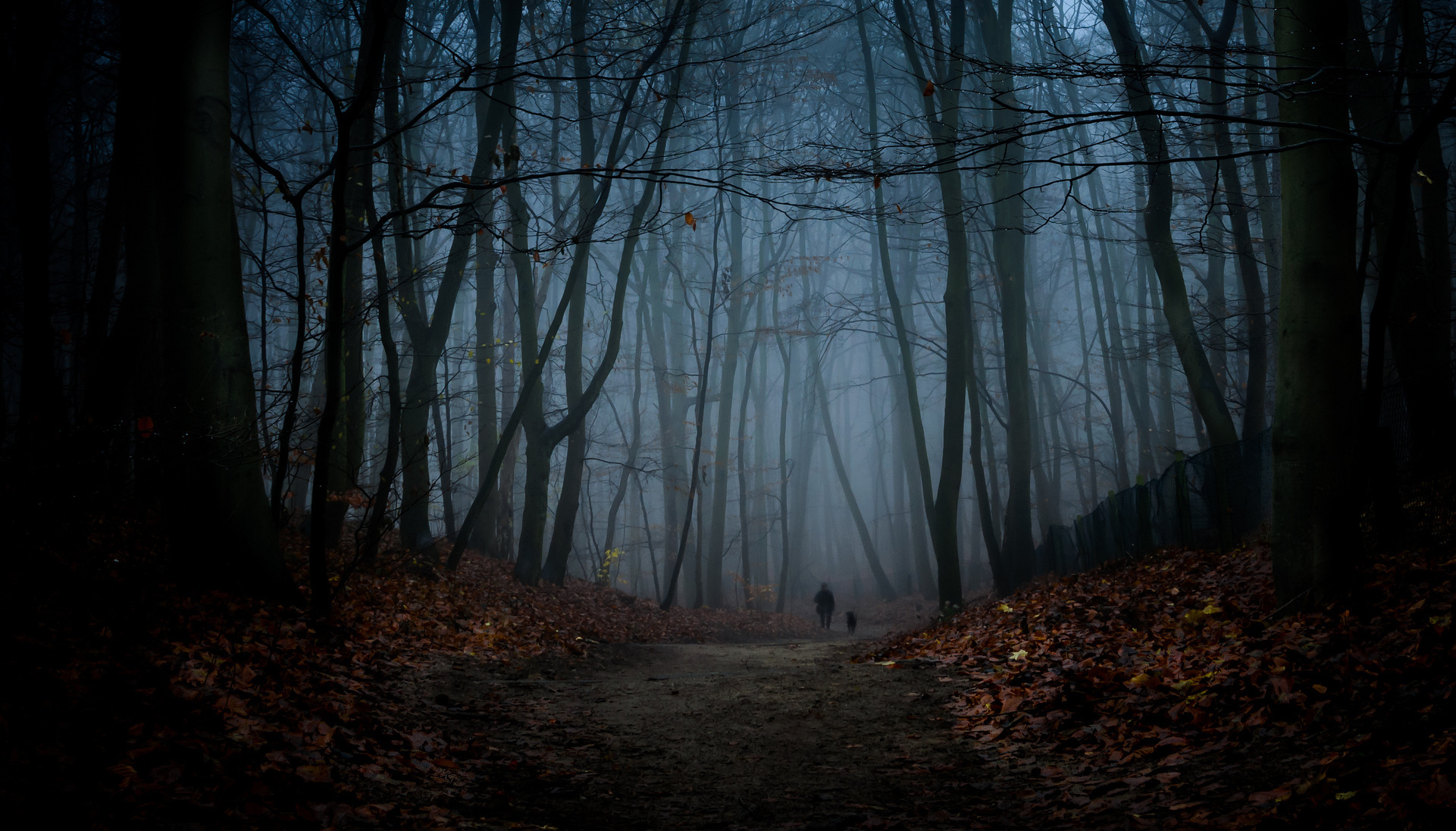 Night Forest Road Wallpaper - Night Forest Road - 1921x1096 Wallpaper - Night Forest Road Wallpaper - Night Forest Road - 1921x1096 Wallpaper -