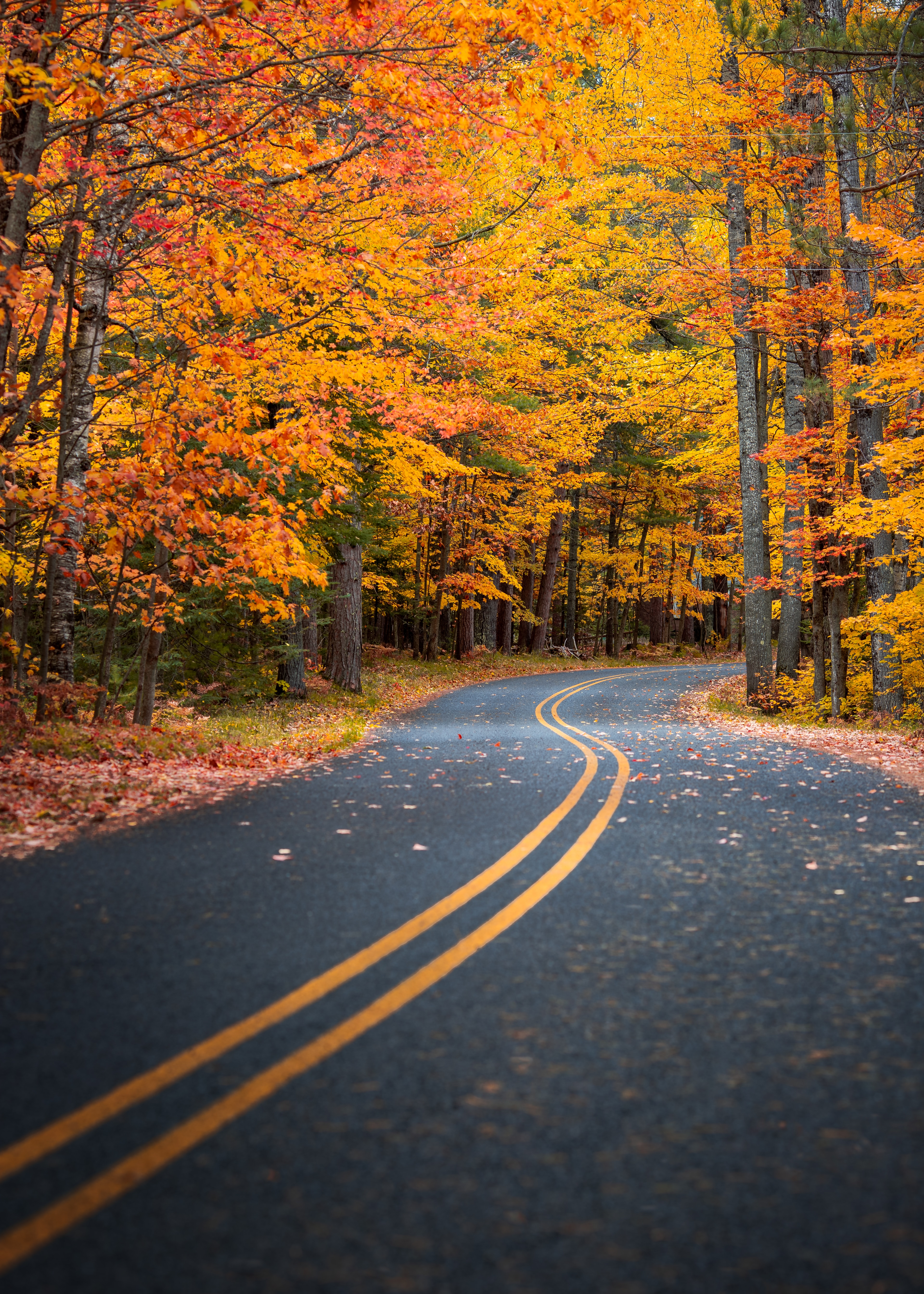 Autumn Road Wallpapers Hd - HD Wallpaper 