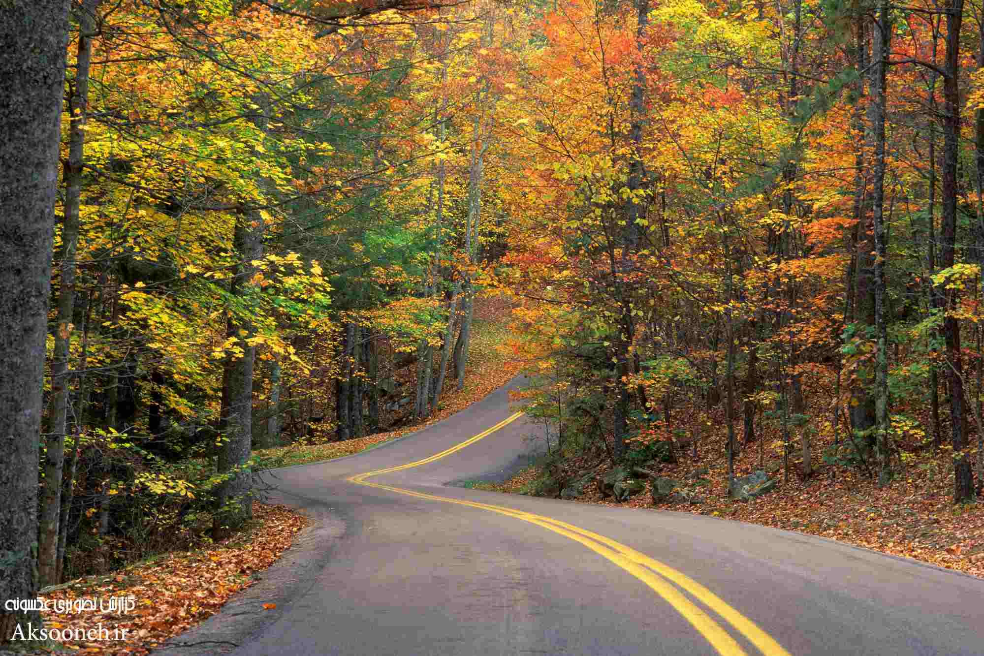 Forest Road Background Hd - HD Wallpaper 