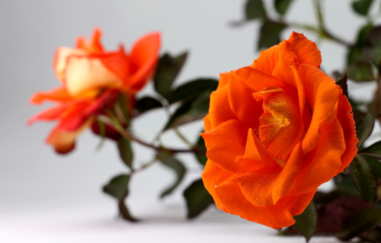 Photo Wallpaper Wallpaper, Foliage, Rose, Flowers, - Garden Roses - HD Wallpaper 