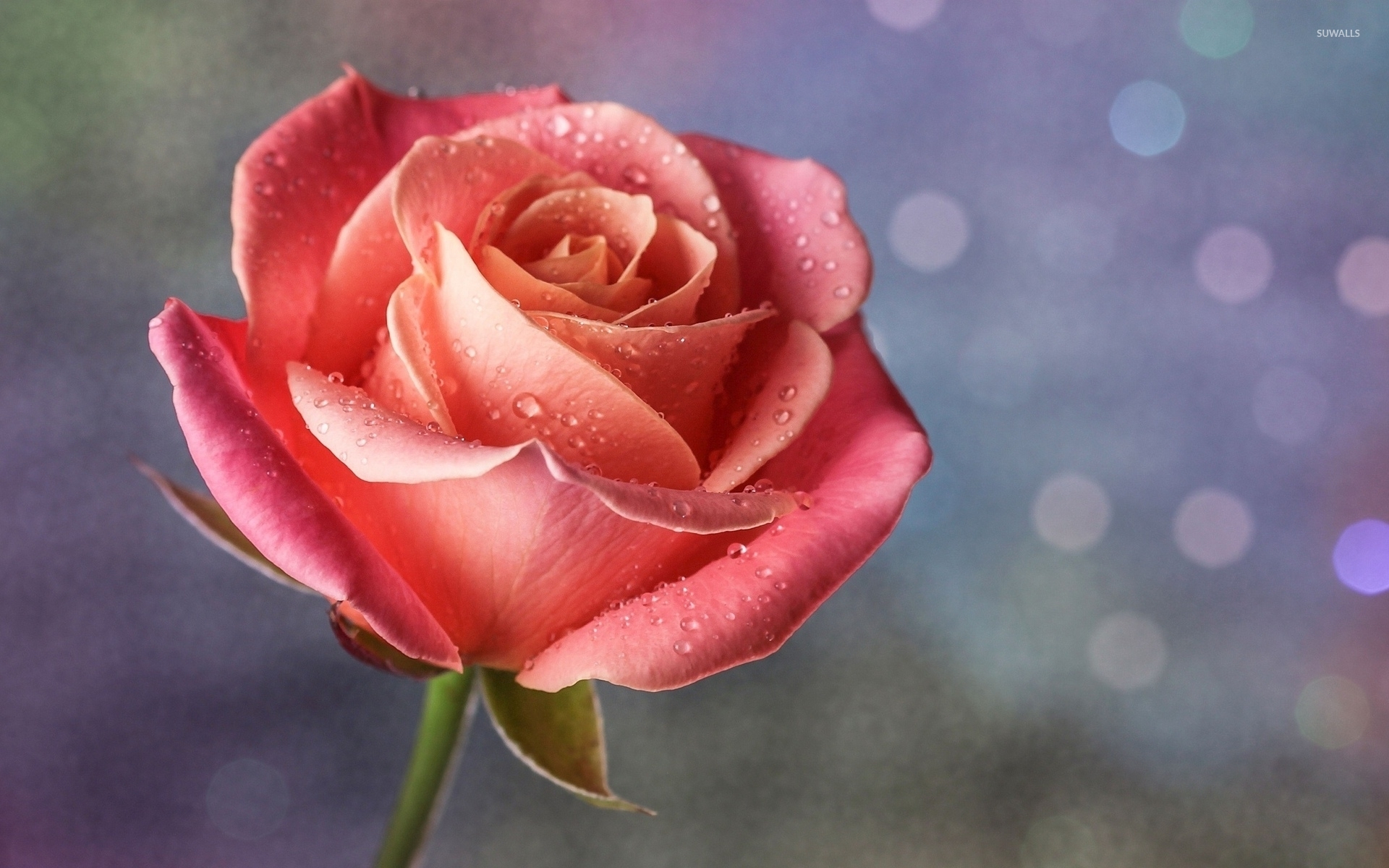 Pink Rose With Water Drops - HD Wallpaper 