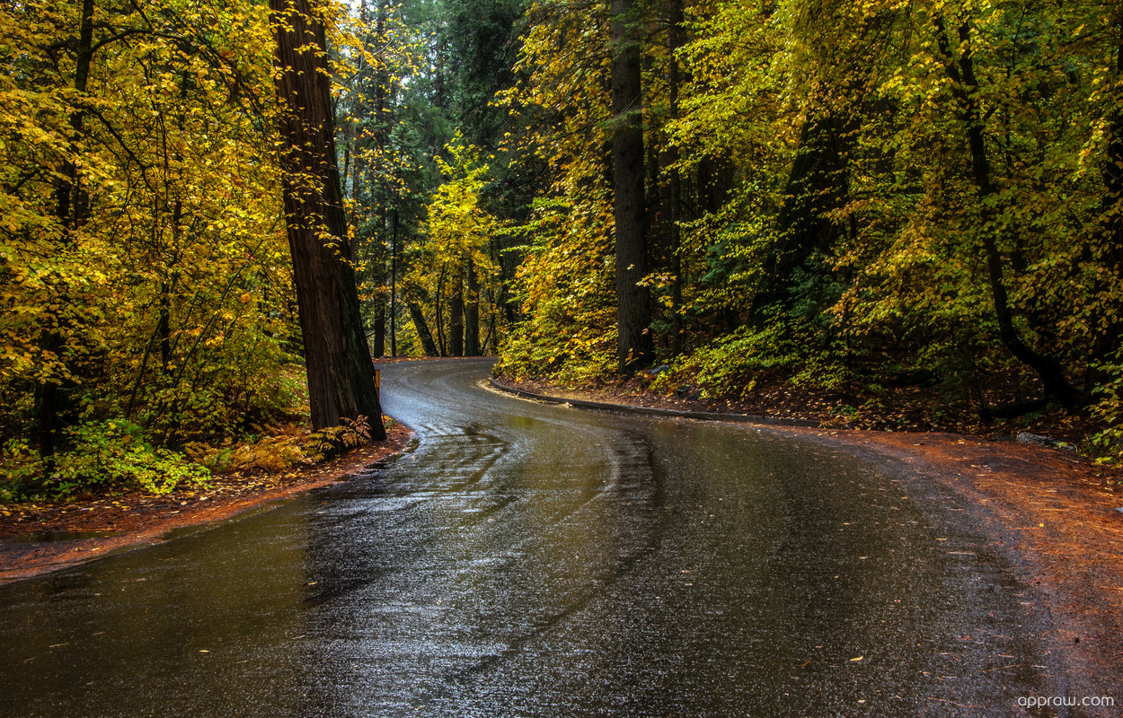 Wet Forest Road - HD Wallpaper 