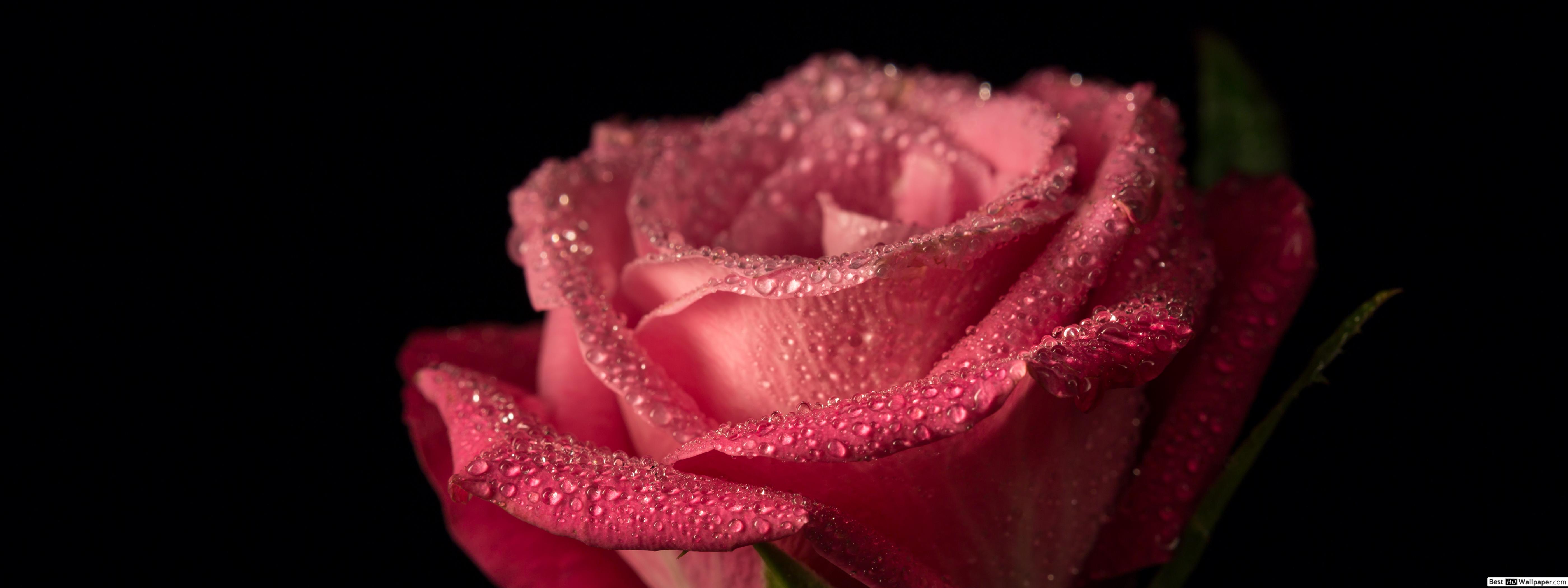 Pink Rose Rose With Water Drops Black Background - HD Wallpaper 