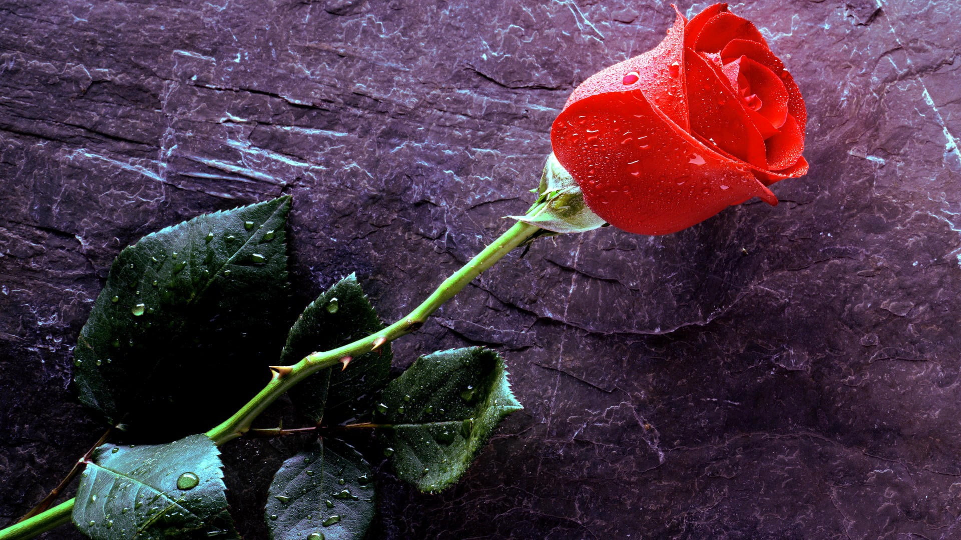 Rose Water Wallpaper - HD Wallpaper 