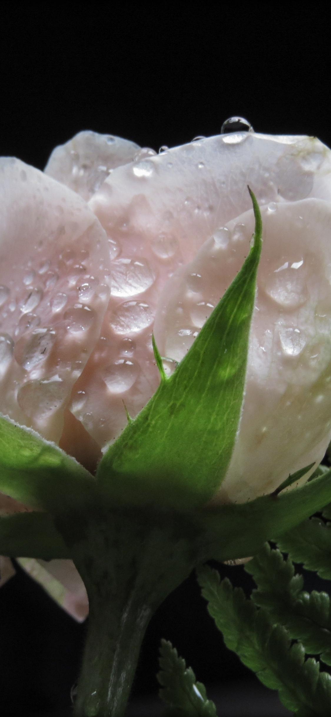 White Rose, Water Drops, Close Up, Wallpaper - HD Wallpaper 