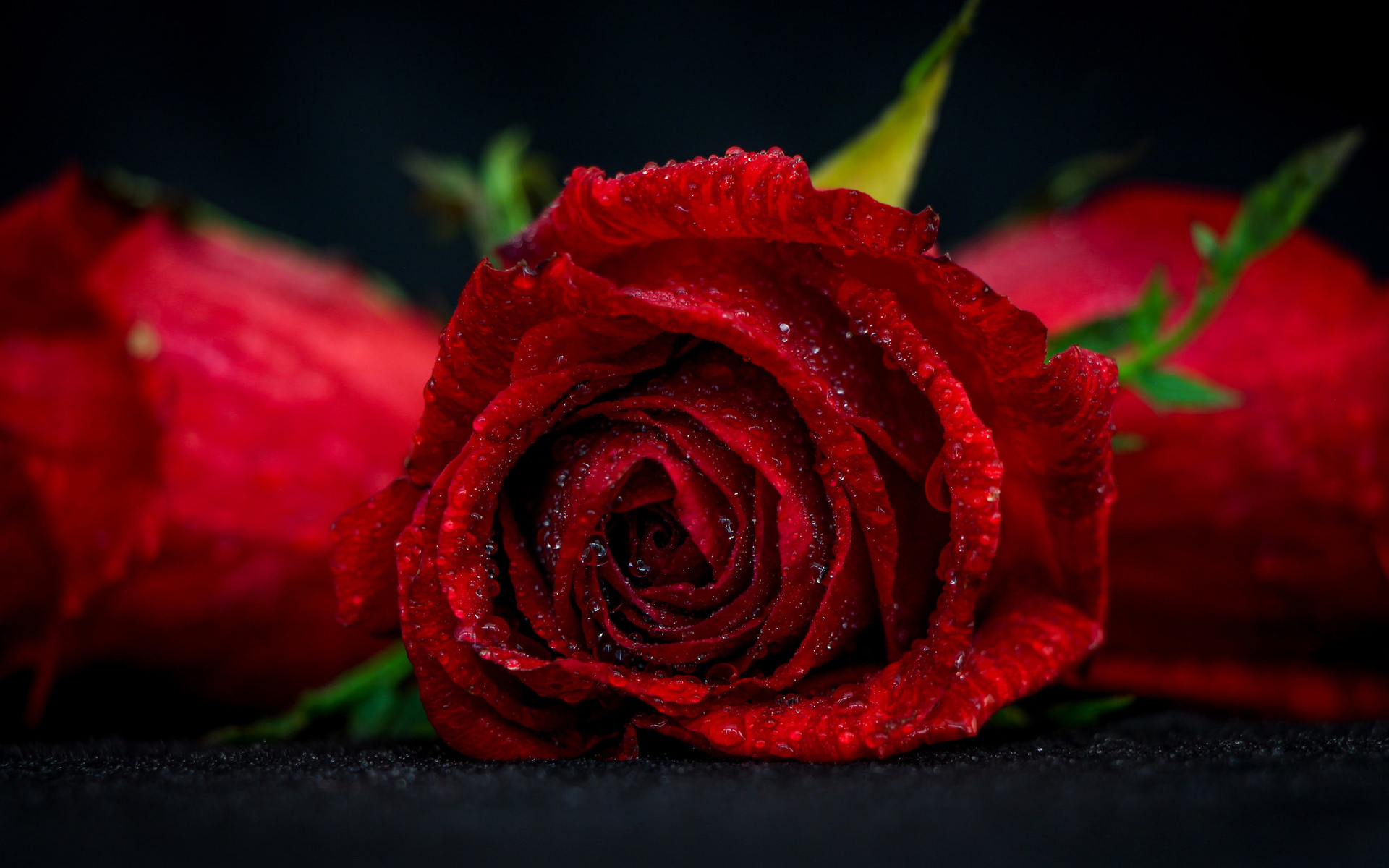 Red Rose, Water Drop, Red Flower, Rosebud, Bokeh - Rose - HD Wallpaper 