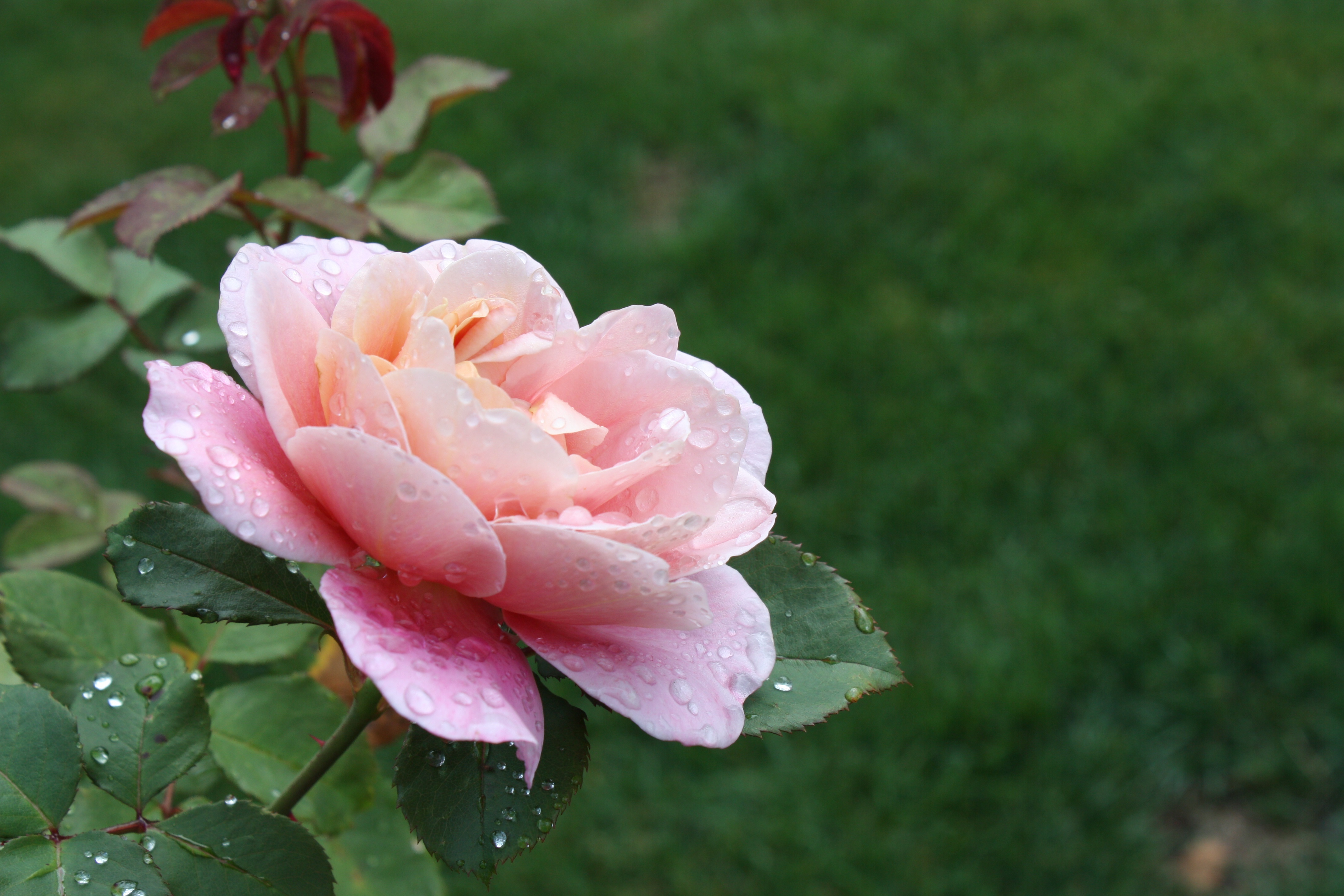 Flower, Leaves, Rose, Water, Drops - HD Wallpaper 