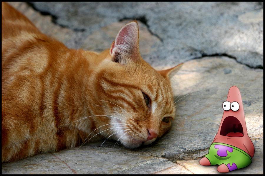 Patrick Spongebob Wallpaper - Patrick Star With Cat - HD Wallpaper 