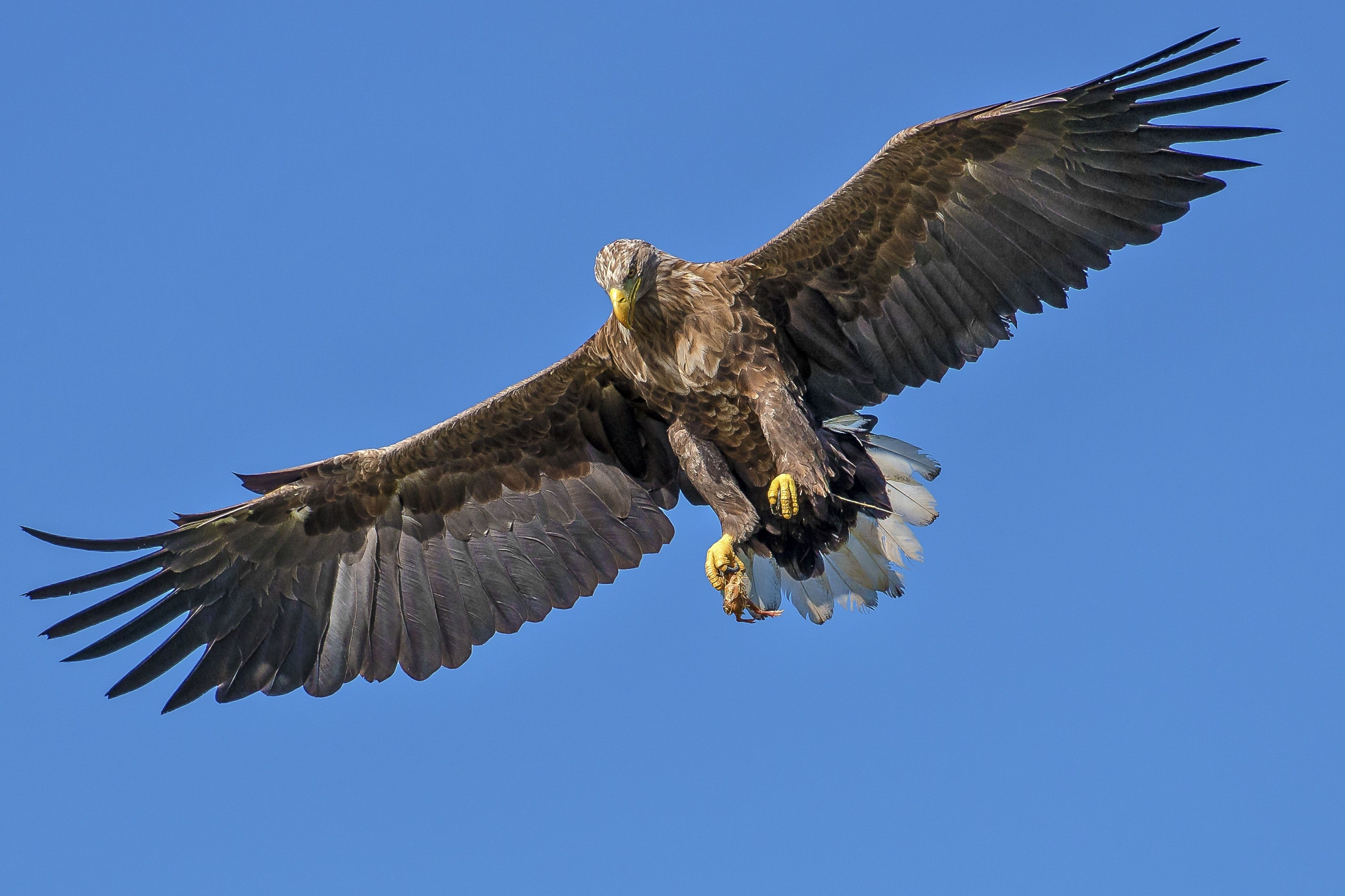 Awesome Flying Golden Eagle Wallpaper 4k Resolution - Flying Birds - HD Wallpaper 