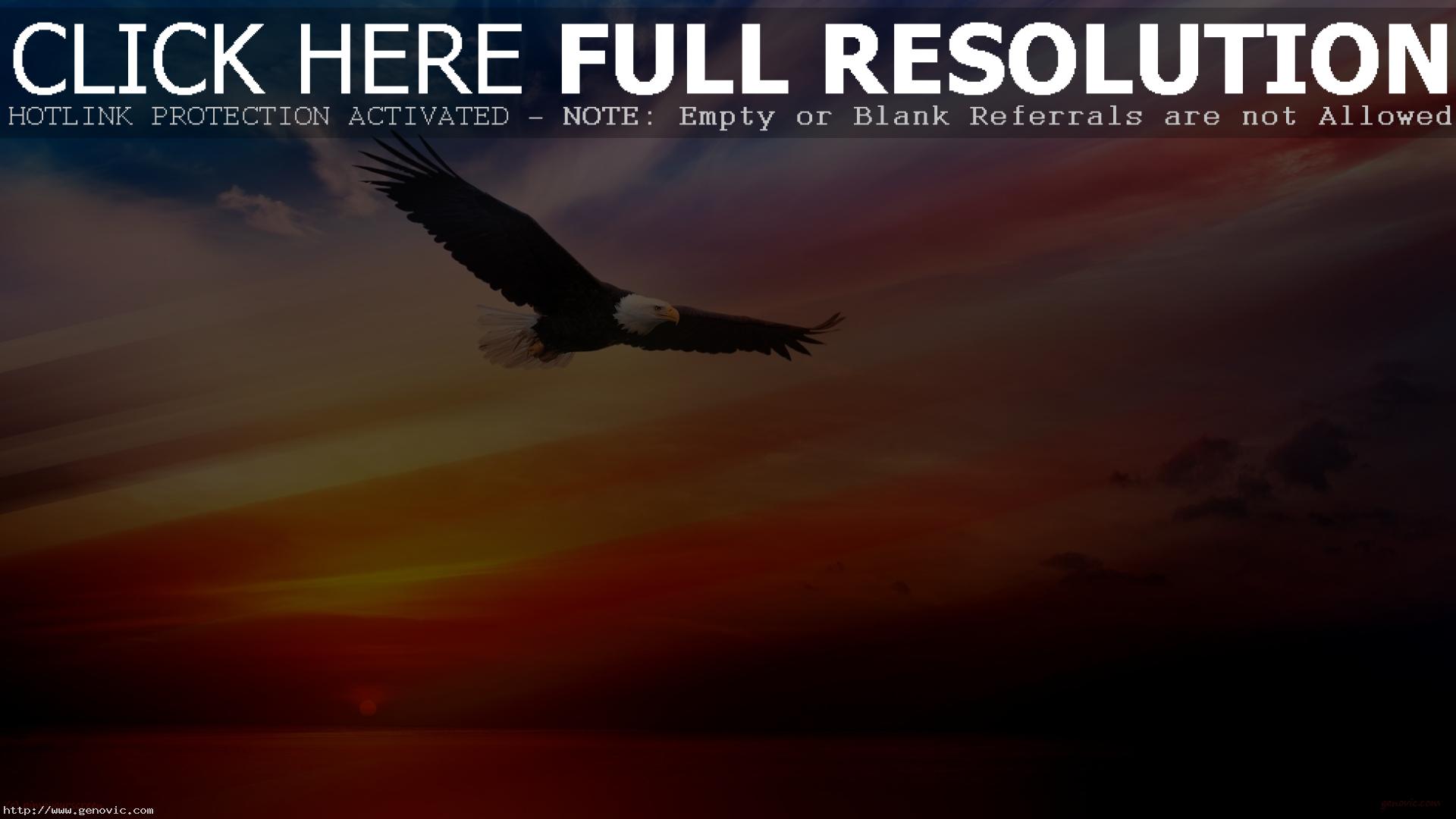 Flying Bald Eagle Wallpaper Hd 1080p Free For Desktop - Warren Street Tube Station - HD Wallpaper 