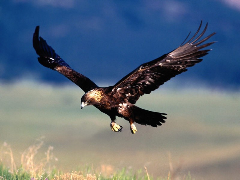 Golden Eagle Flying On Sky Wallpaper - Hd Image Of Flying Eagle - HD Wallpaper 
