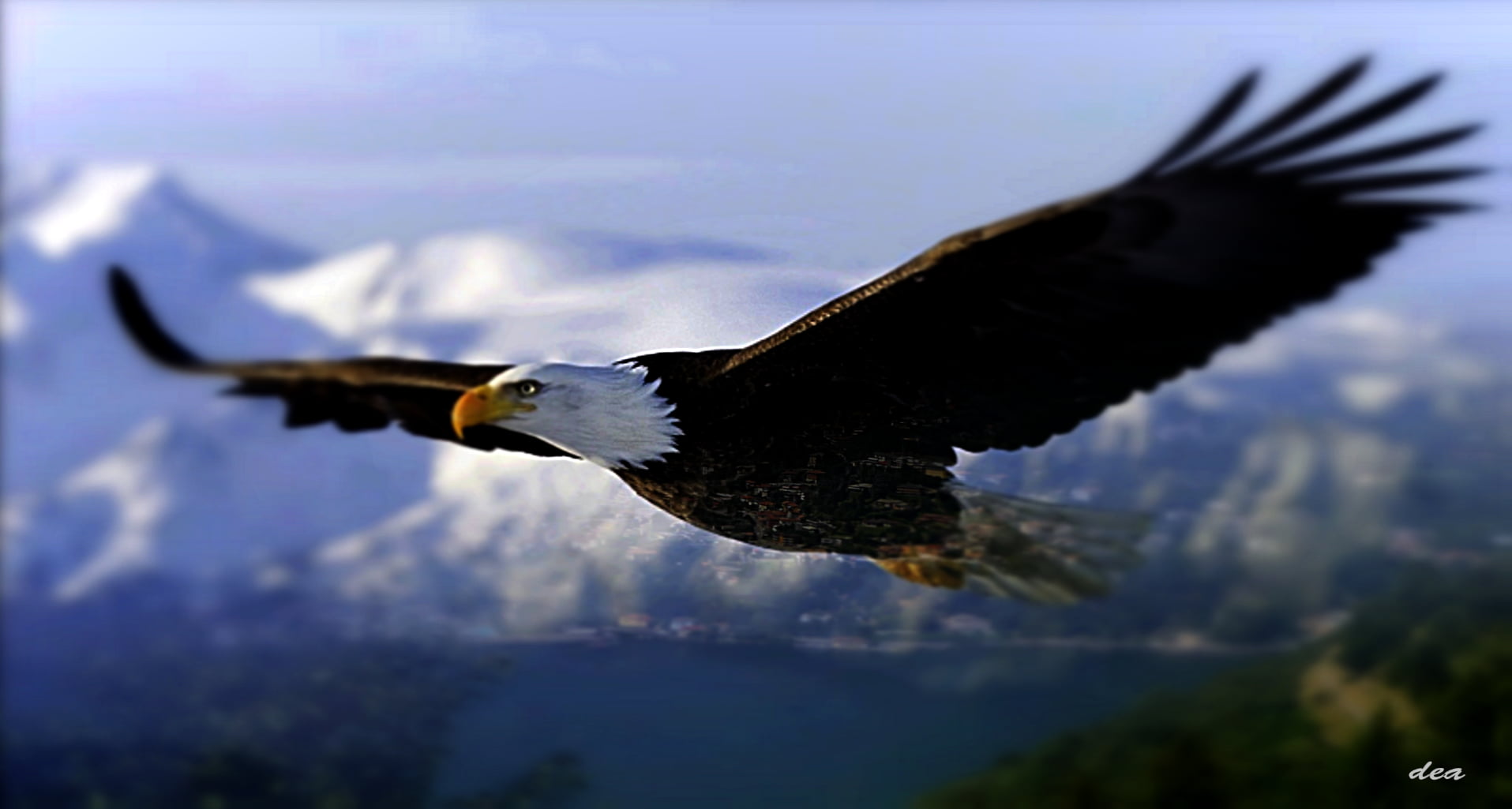 Eagle Flying In The Sky Hd - HD Wallpaper 