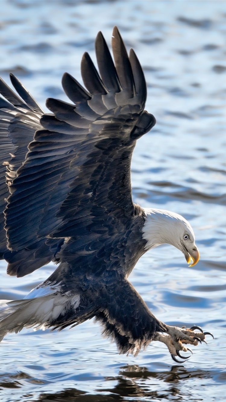 Iphone Wallpaper Eagle Flight, Wings, Lake, Water - Eagle Wings Flying - HD Wallpaper 