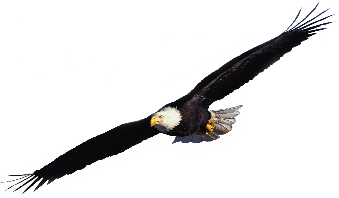 Flying Eagle Photo - Wallpaper - HD Wallpaper 