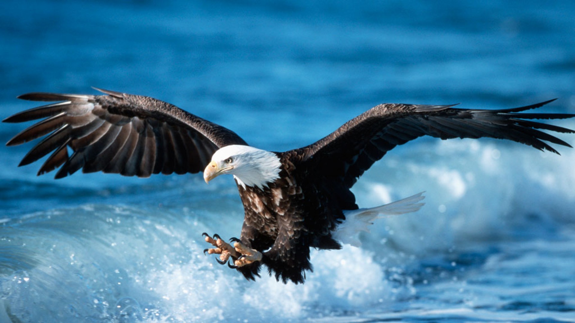 Bald Eagle High Definition Wallpaper 
 Data Src /w/full/b/8/d/274404 - Full Hd Eagle - HD Wallpaper 