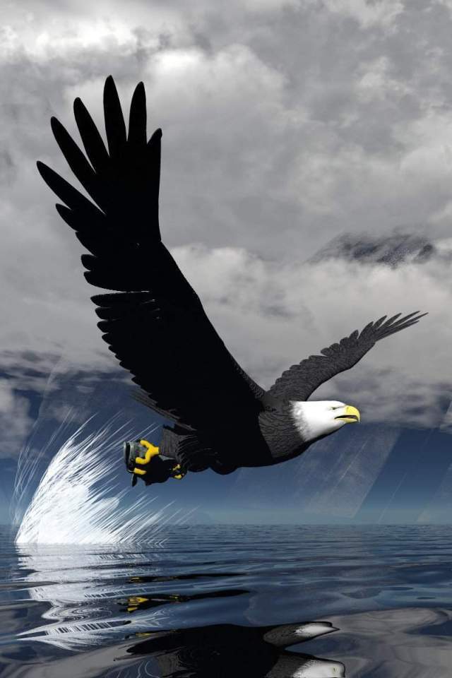 Eagle Hd Wallpaper For Iphone - HD Wallpaper 