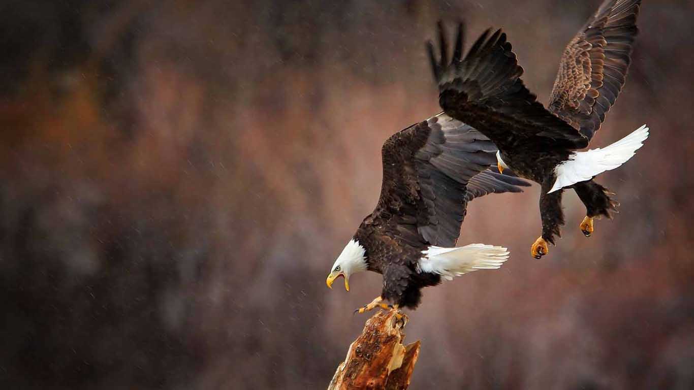 Bald Eagle Pair On Nest - HD Wallpaper 