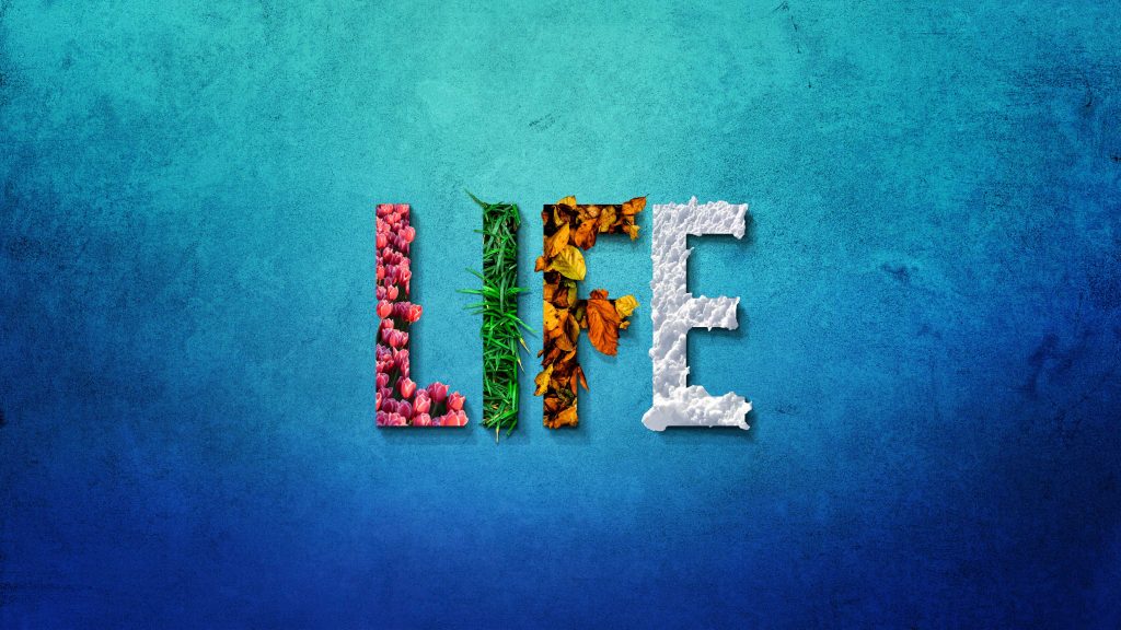 Life Flower Pink Green Snow Blue 4k Wallpaper - HD Wallpaper 