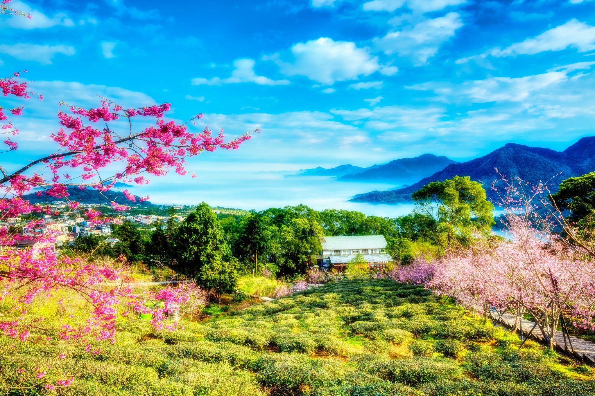 Mountains And Trees And Flower - HD Wallpaper 