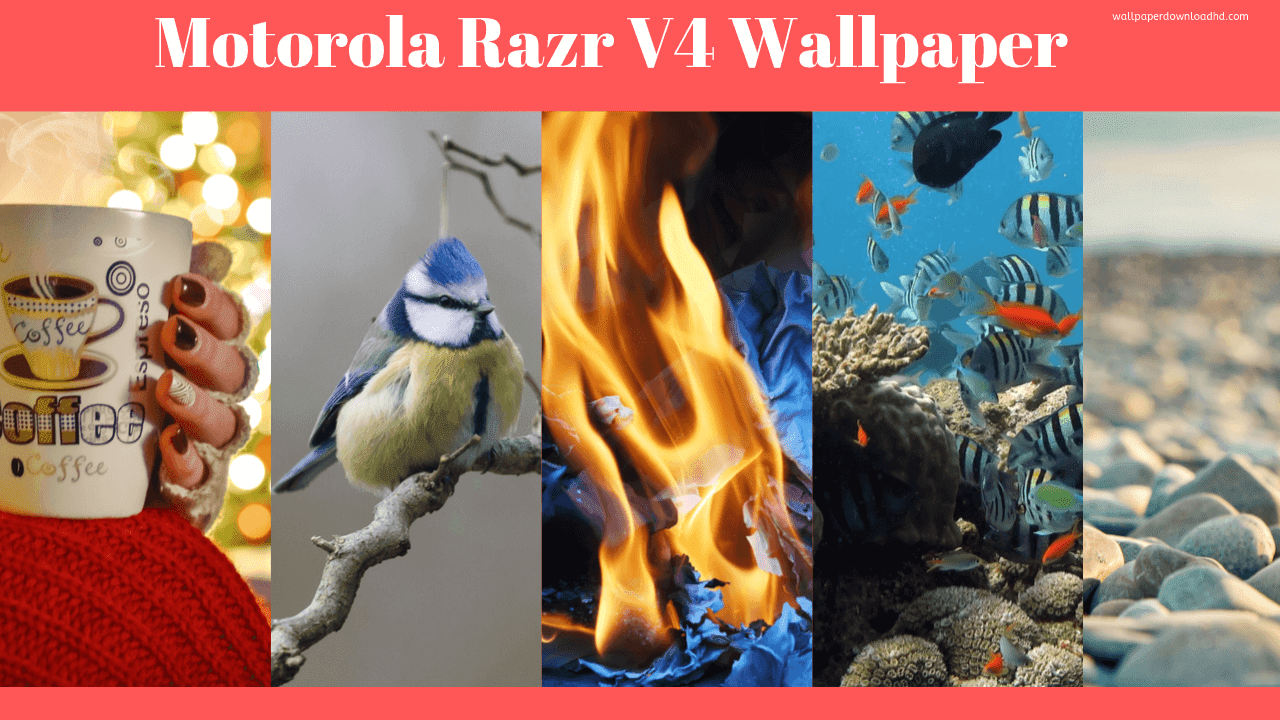 Motorola Razr V4 Wallpaper - Wildlife - HD Wallpaper 