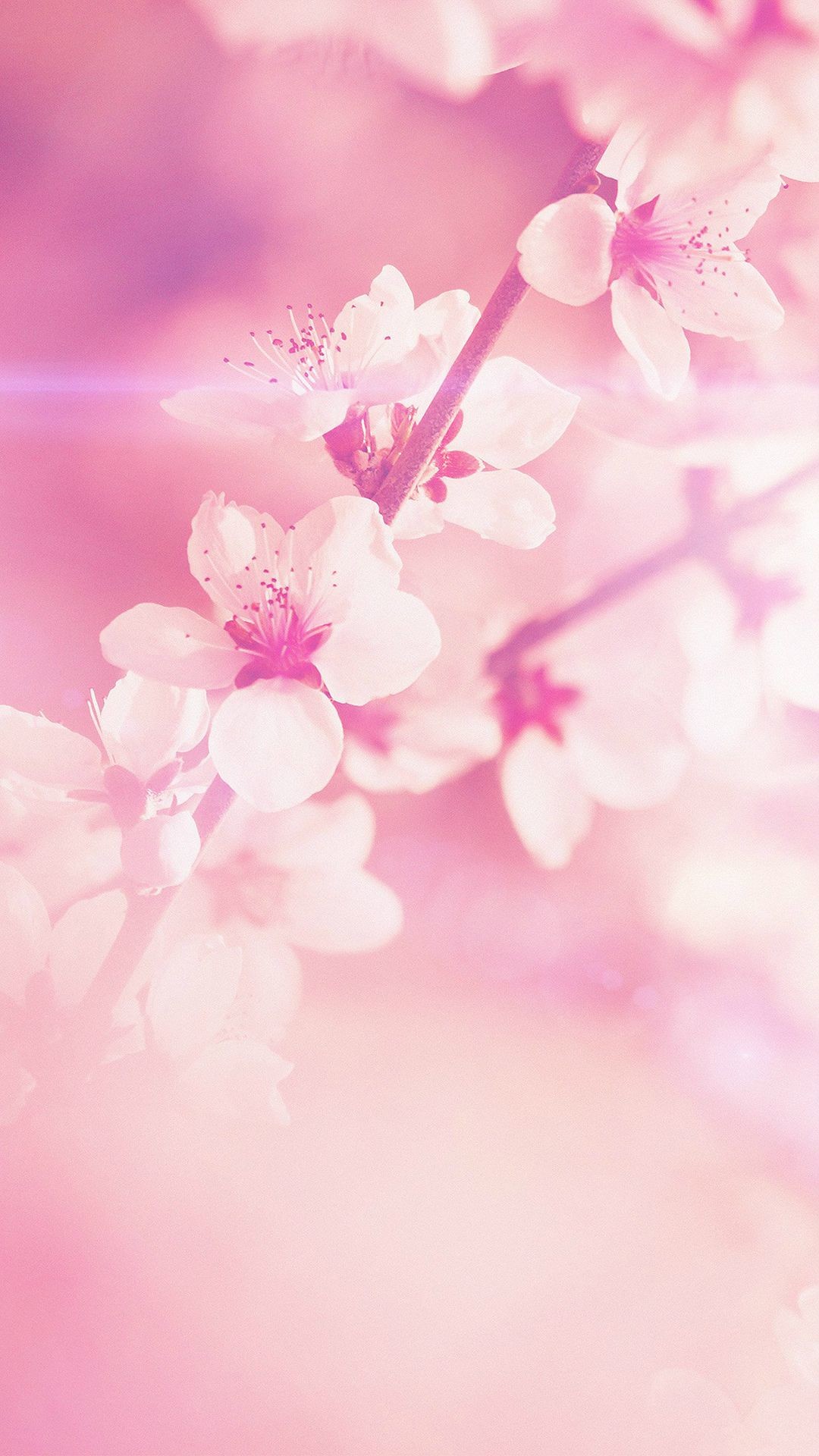 1080x1920, Pictures Of Flowers For Cell Phone - Iphone Backgrounds Pink - HD Wallpaper 