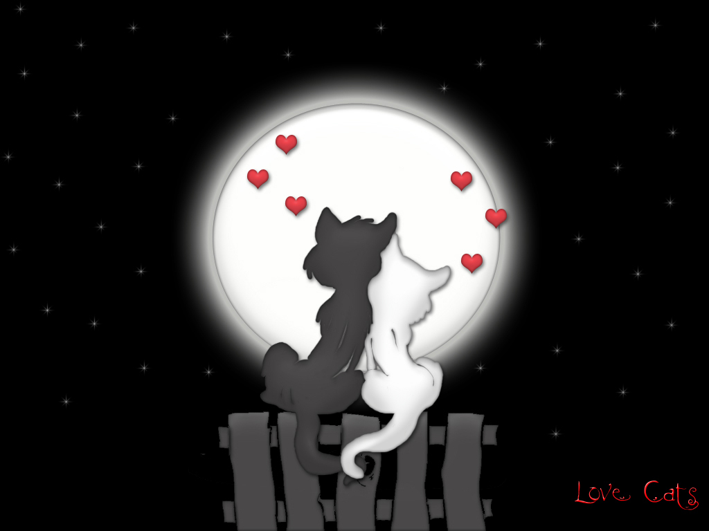 Love - Black Cat And White Cat Love - HD Wallpaper 