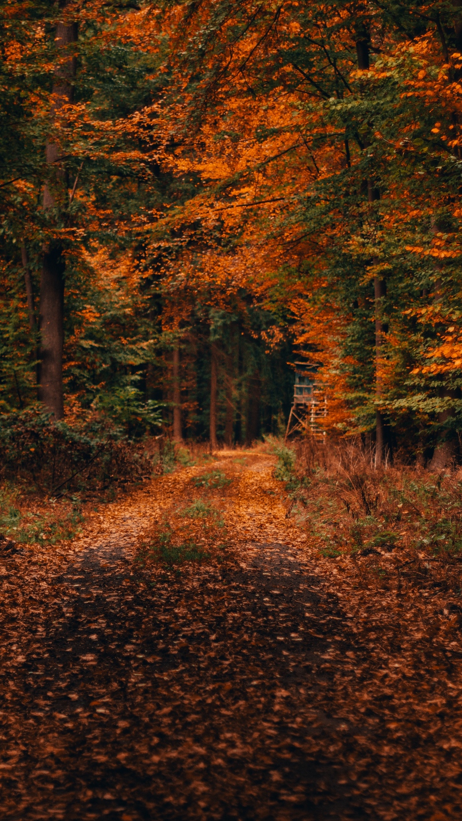 Wallpaper Forest, Path, Autumn, Foliage, Fallen, Trees, - Autumn Wallpaper Macbook - HD Wallpaper 