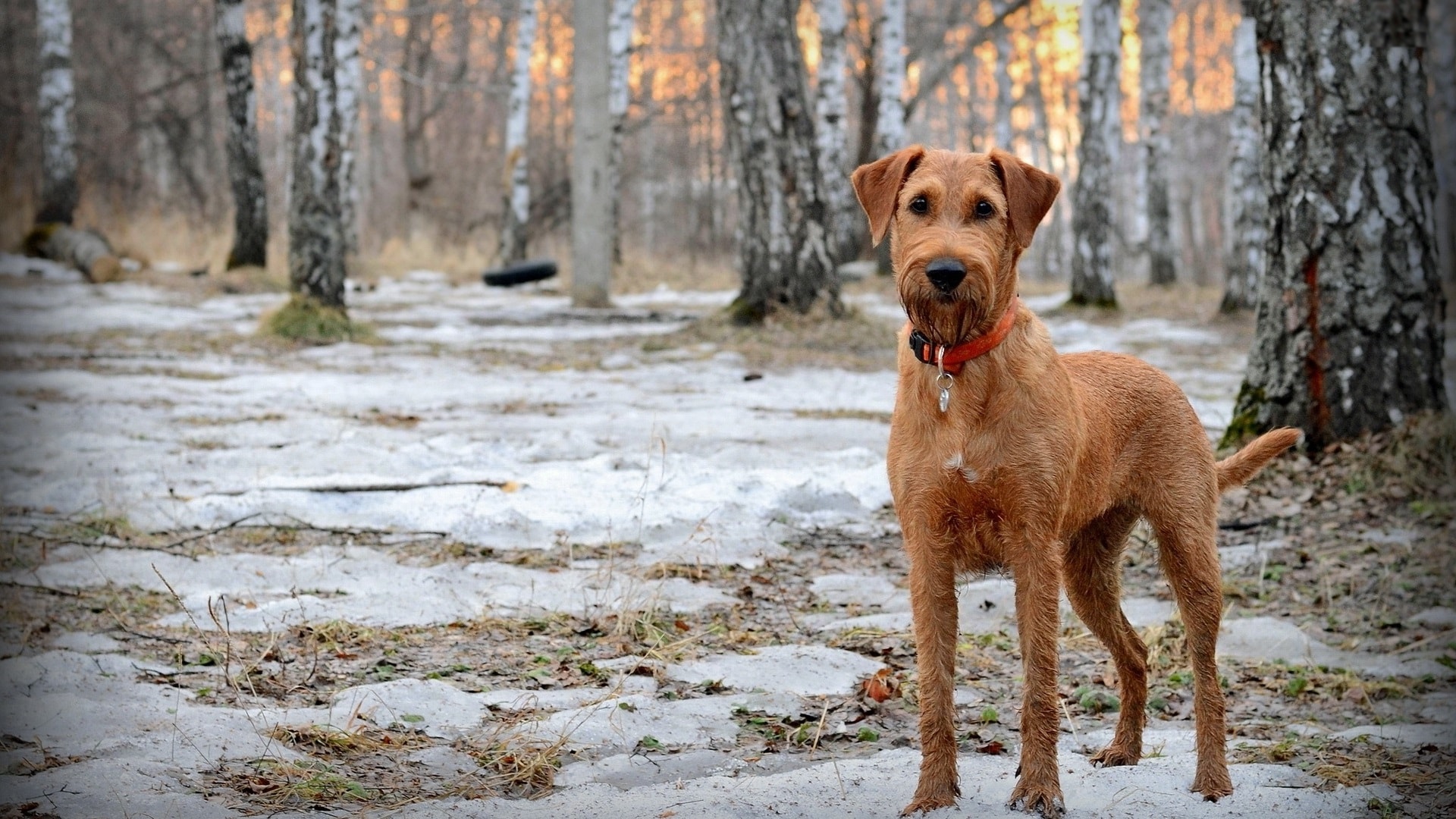 Irish Terrier Desktop Wallpaper - Irish Terrier - 1920x1080 Wallpaper