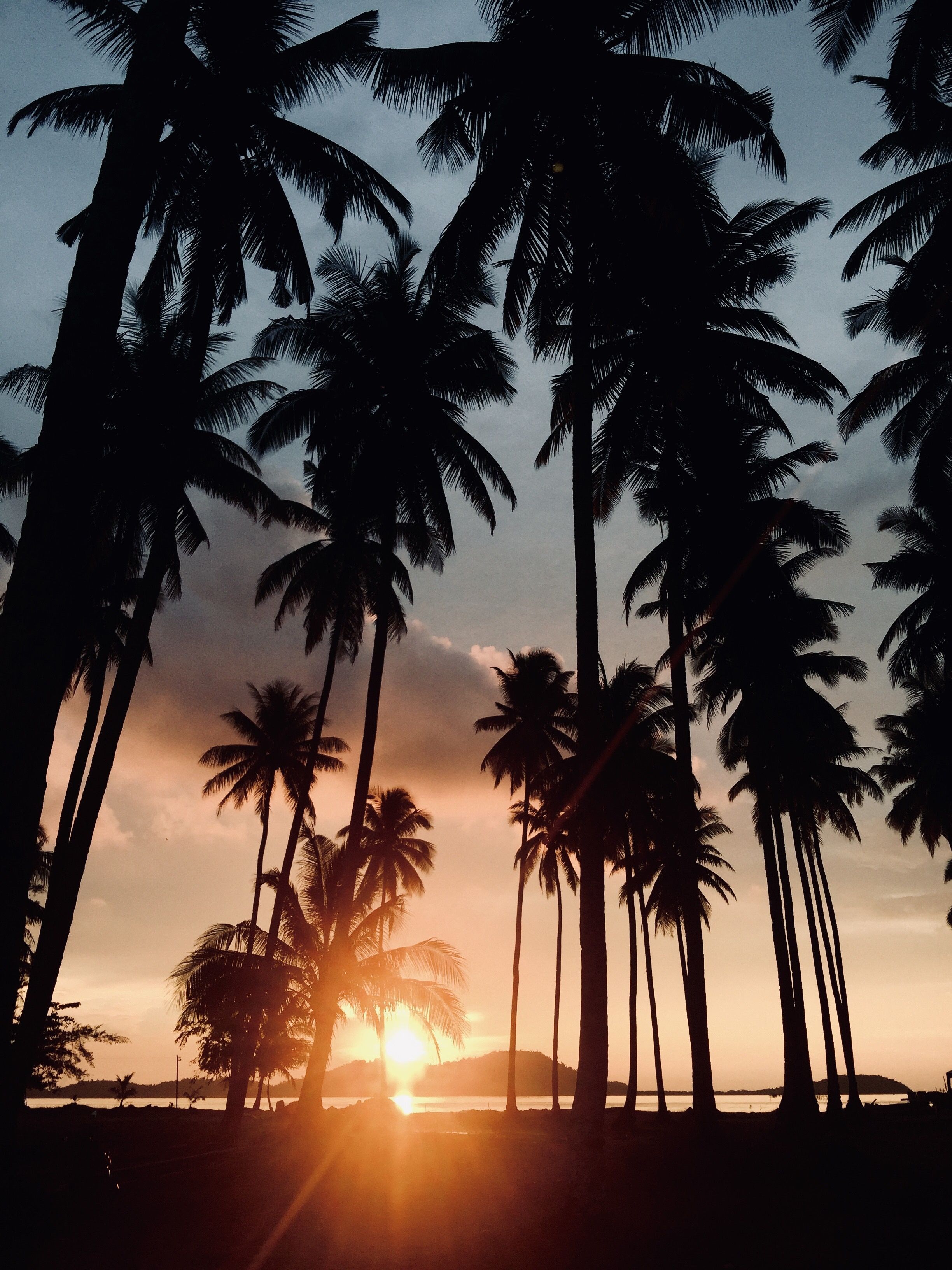 Cool Palm Tree Sunset - HD Wallpaper 