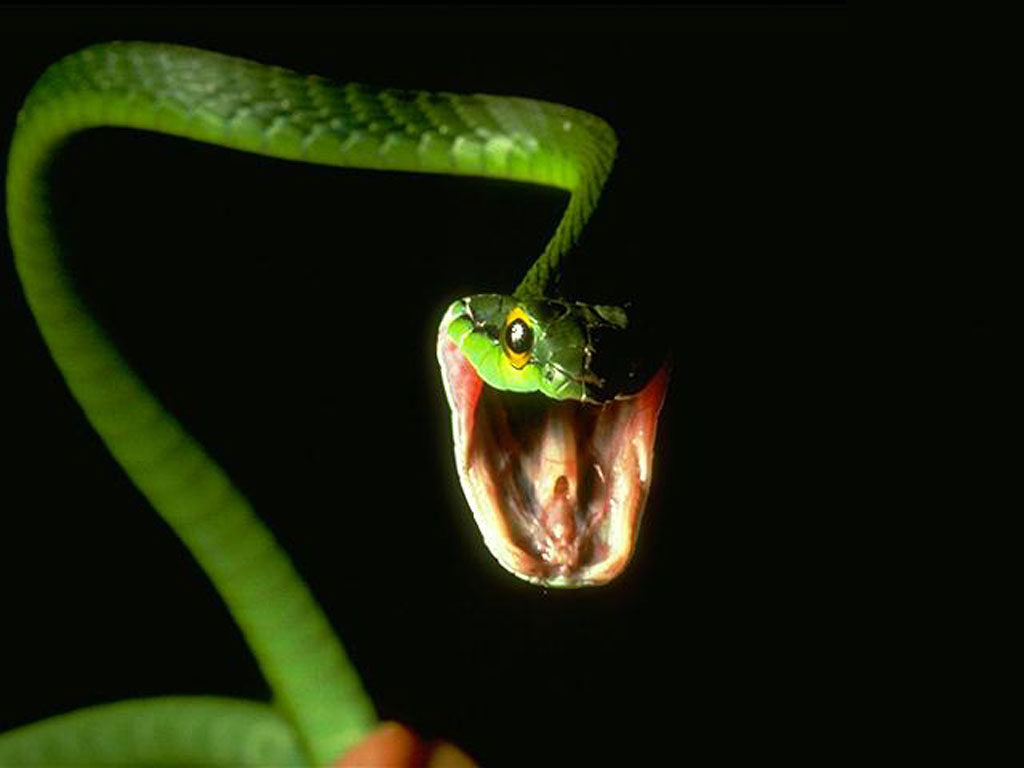 Los Mejores Wallpapers De Serpientes En Hd Taringa - Snakes Jumping At You - HD Wallpaper 
