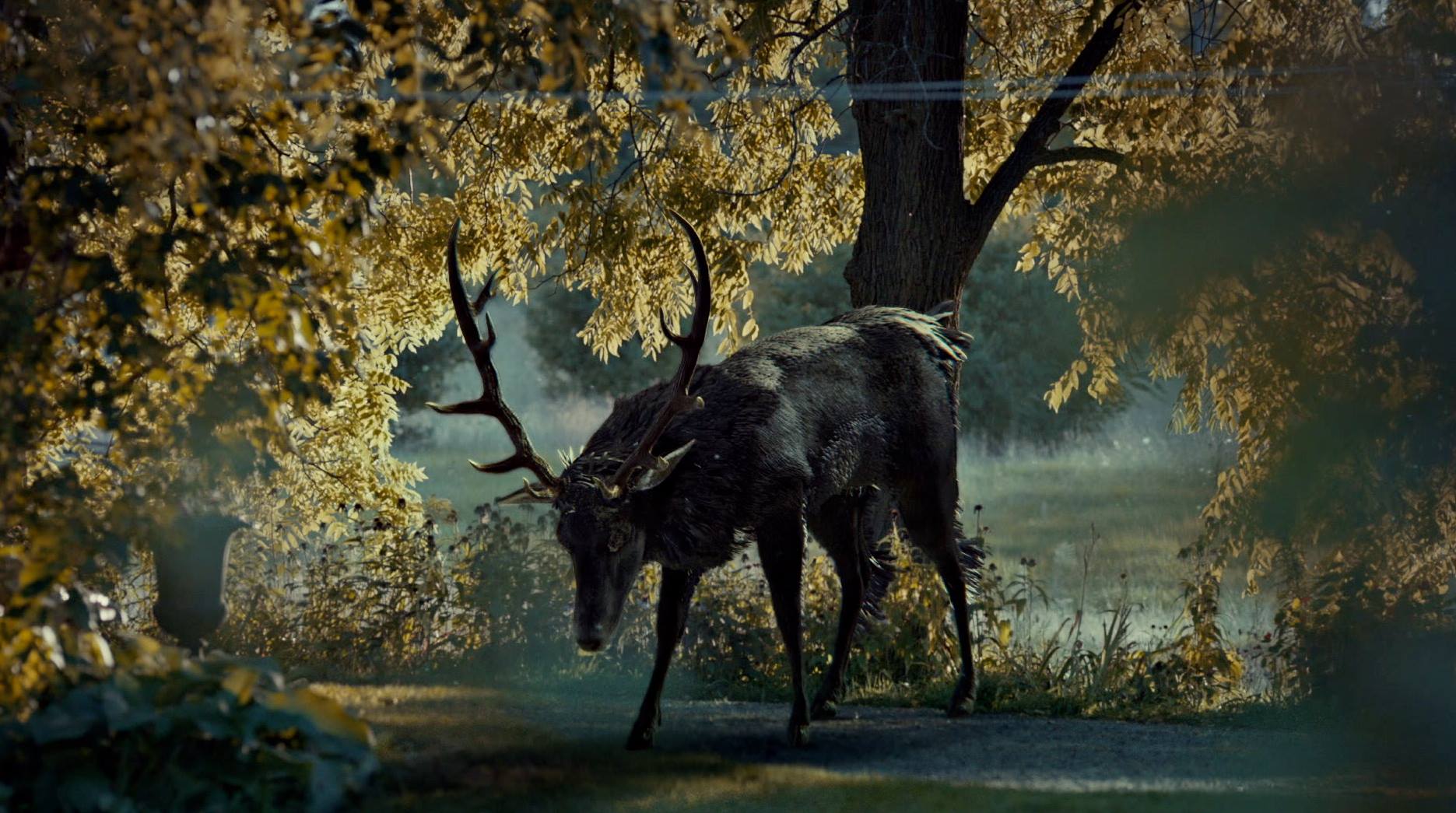 Hannibal Ravenstag - 1871x1045 Wallpaper Hannibal Ravenstag - 1871x1045 Wallpaper
