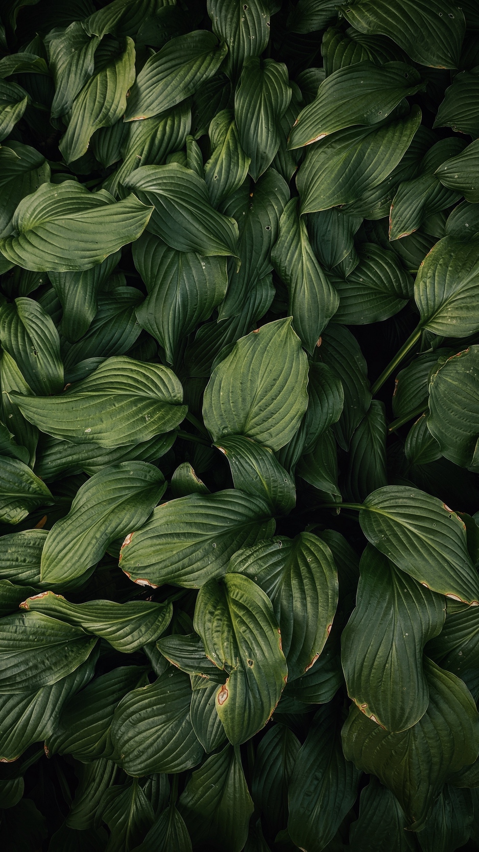 Wallpaper Leaves, Plant, Green, Dark Green - Dark Green Background Pretty Laptop - HD Wallpaper 