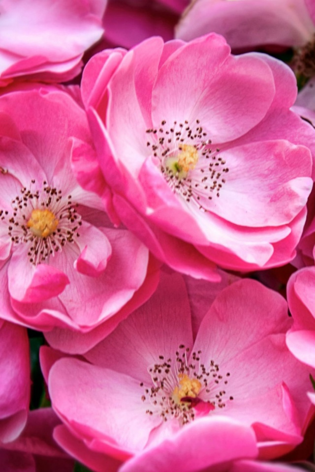 Beautiful Pink Wild Roses - HD Wallpaper 