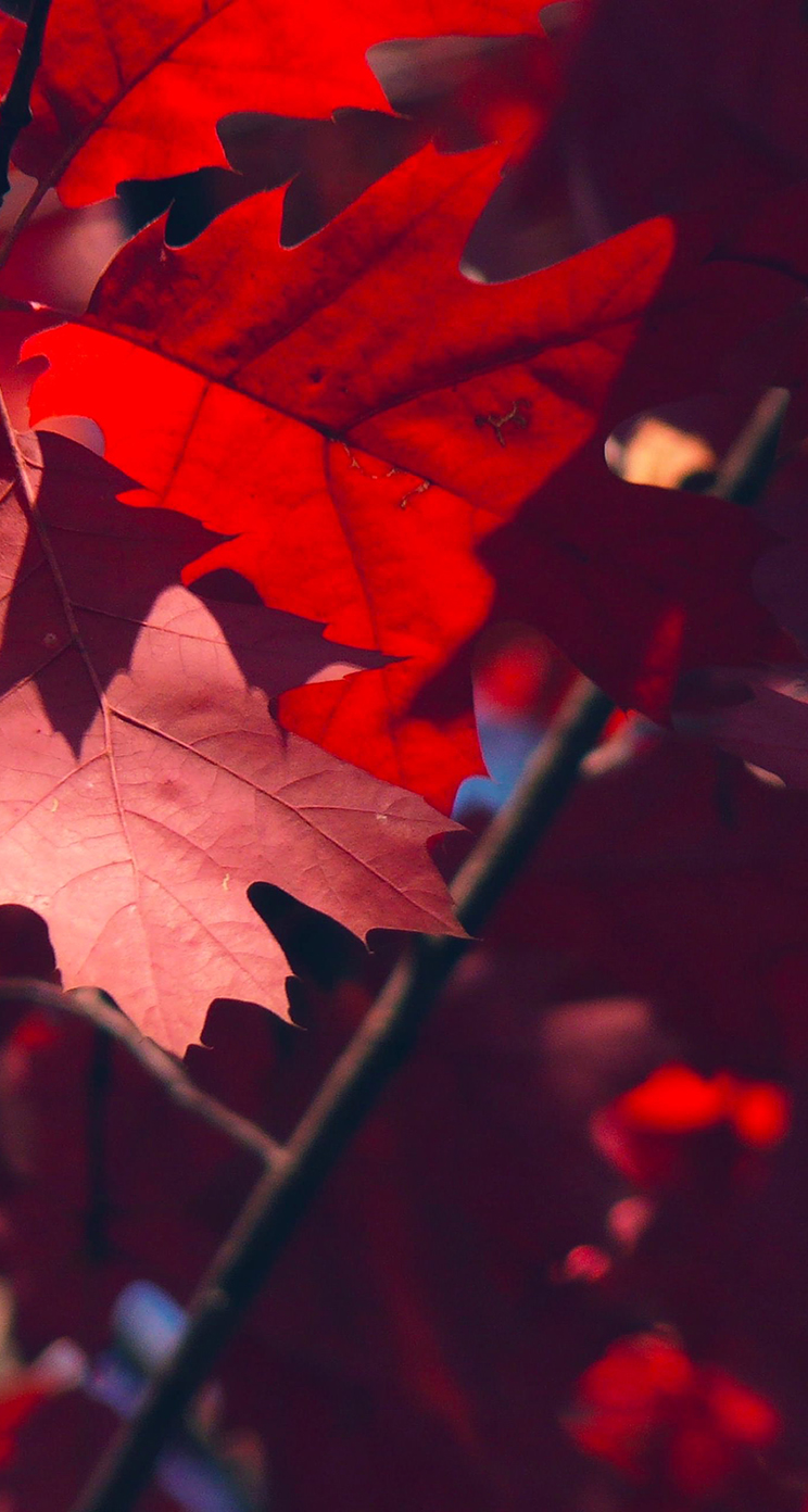 Red Wallpaper For Iphone - HD Wallpaper 