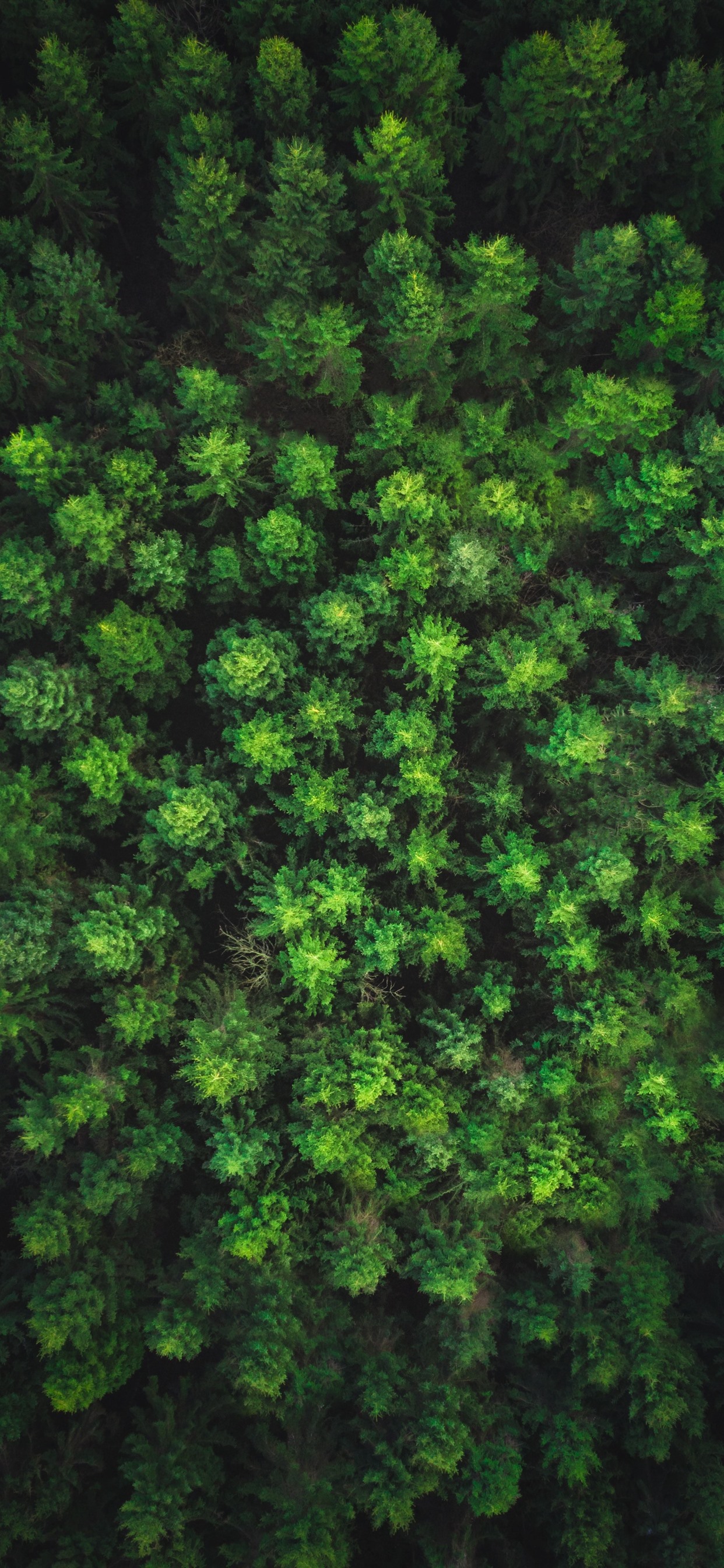 Iphone Wallpaper Forest Top View, Green - Green Trees Wallpapers Ipad - HD Wallpaper 