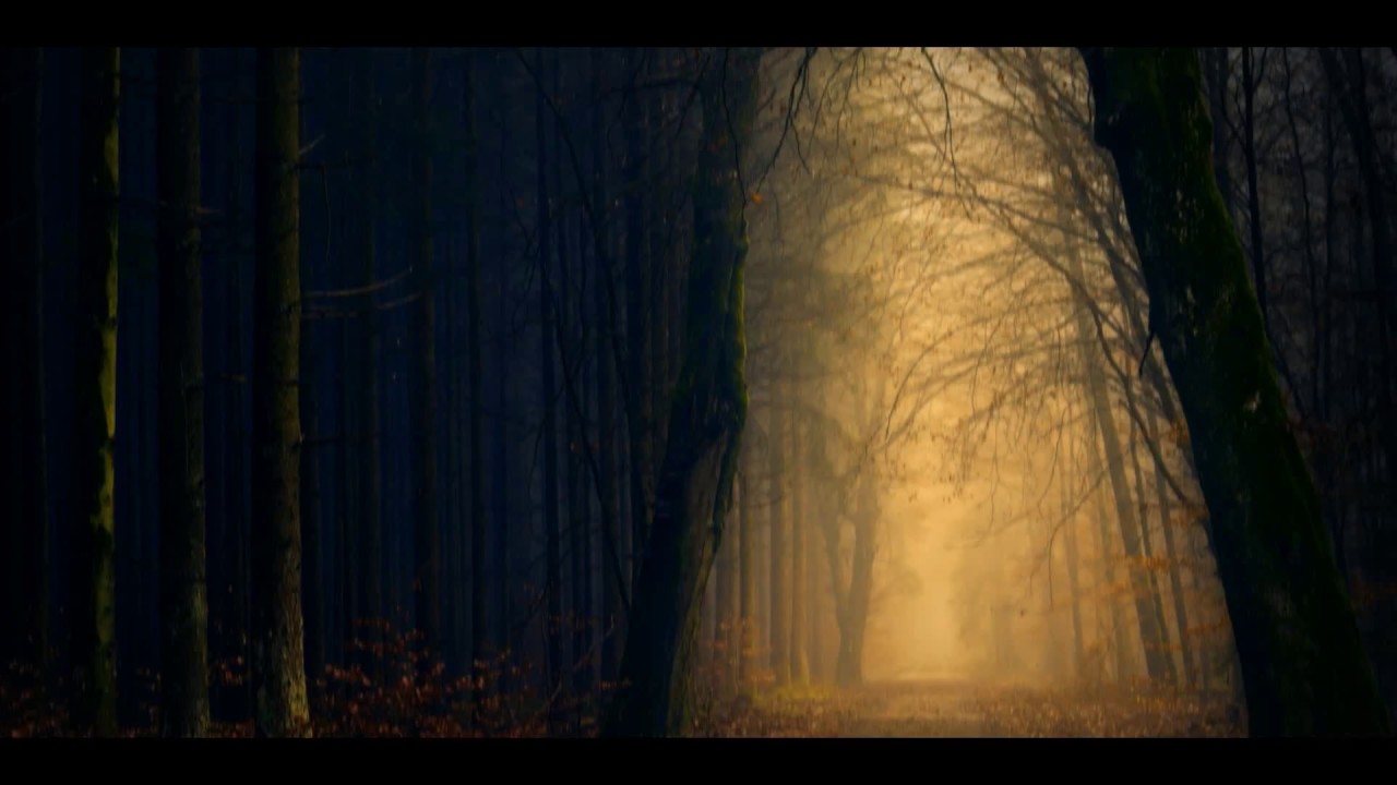 Iphone Fall Wallpaper Trees - HD Wallpaper 