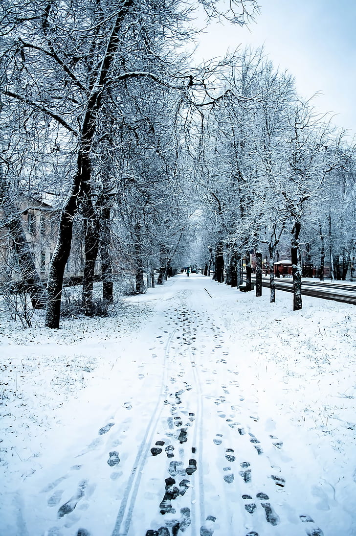 Winter, Snow, Nature, Trees, Road, Hd Wallpaper - Snow - HD Wallpaper 