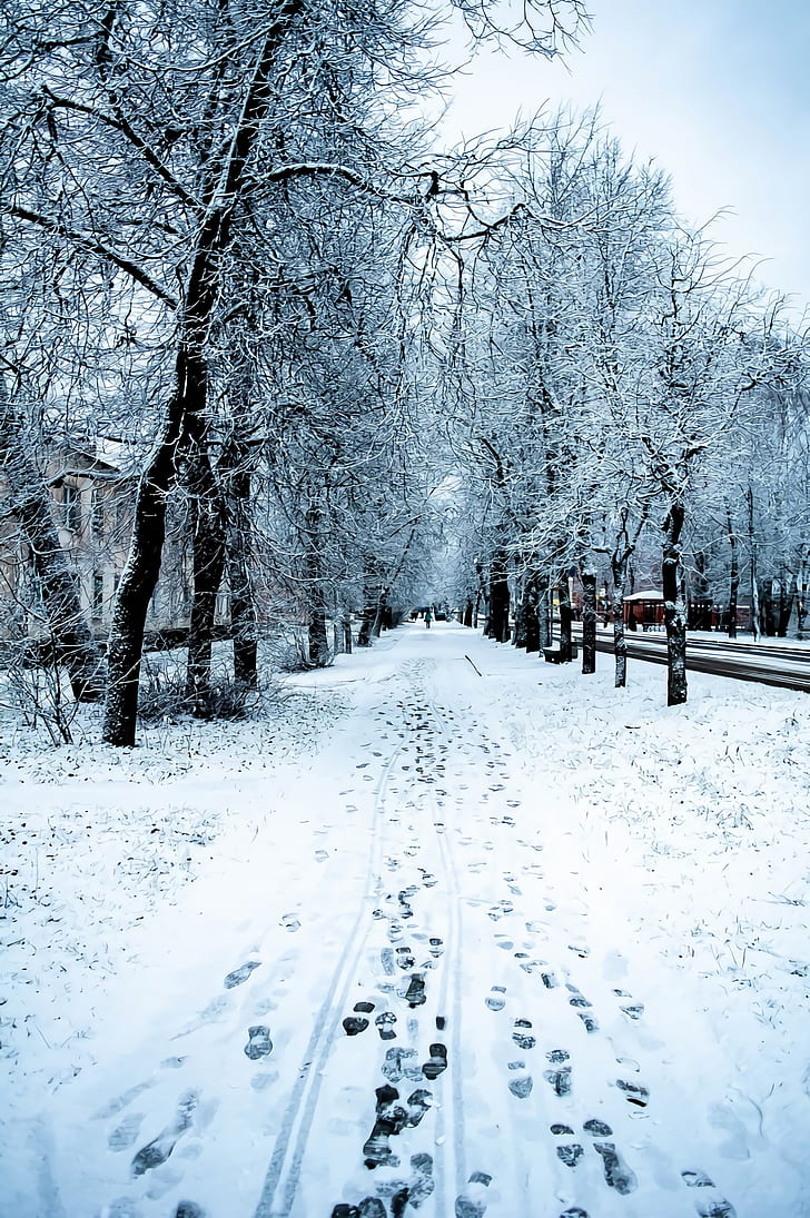 Winter, Snow, Nature, Trees, Road, Hd Wallpaper - Snow - 728x1095 Wallpaper Winter, Snow, Nature, Trees, Road, Hd Wallpaper - Snow - 728x1095 Wallpaper