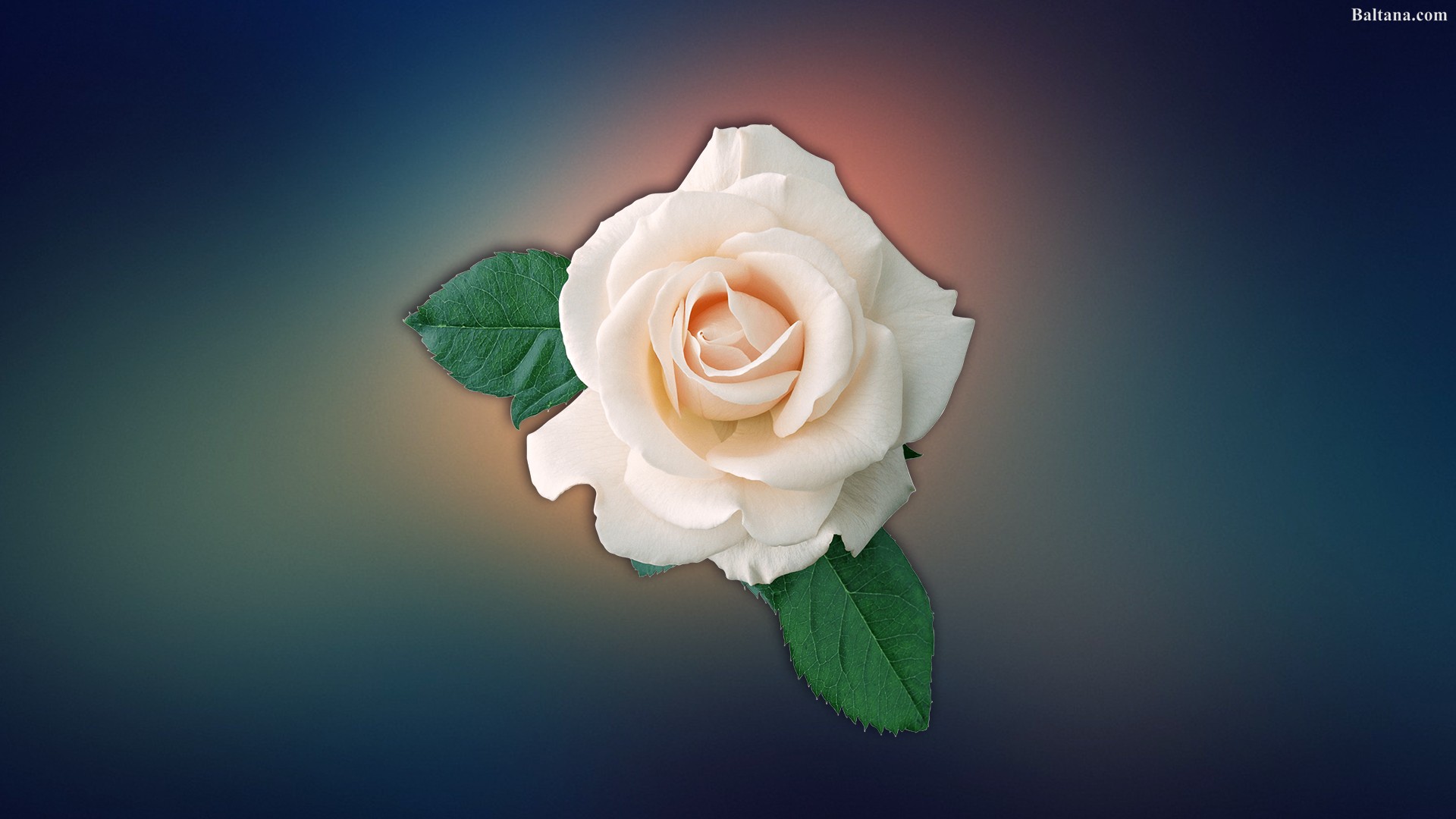 White Rose Best Hd Wallpaper - Floribunda - HD Wallpaper 