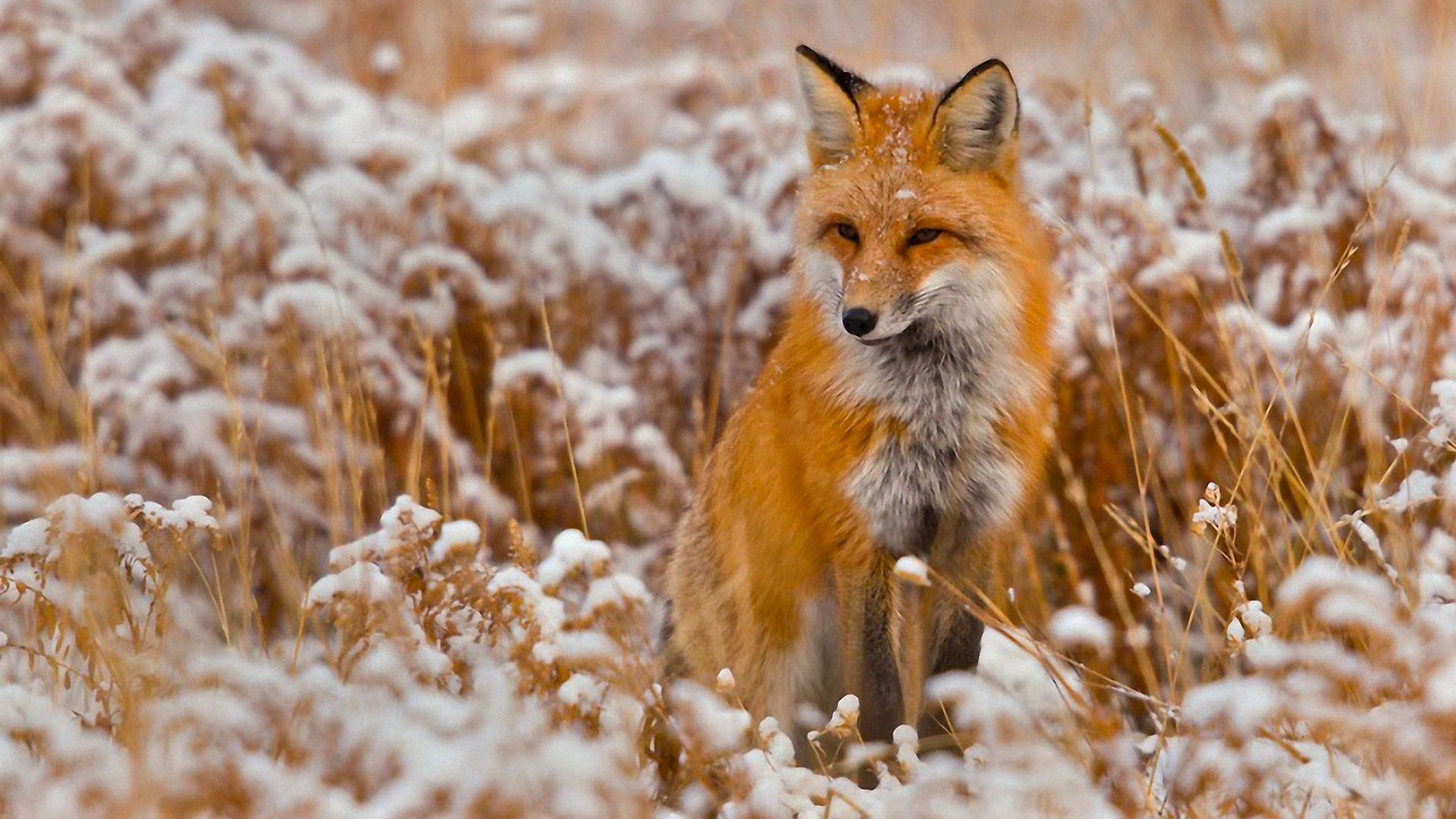 Quality Cool Fox Wallpapers - Fox Wallpaper For Laptop - HD Wallpaper 