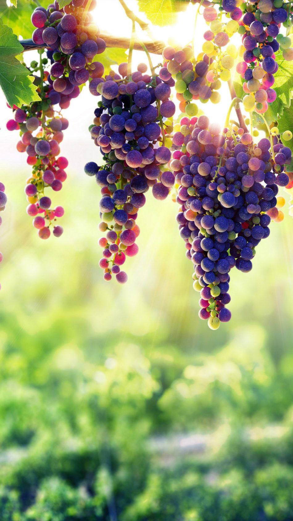 Fruits Hd Wallpaper For Mobile - 950x1689 Wallpaper Fruits Hd Wallpaper For Mobile - 950x1689 Wallpaper
