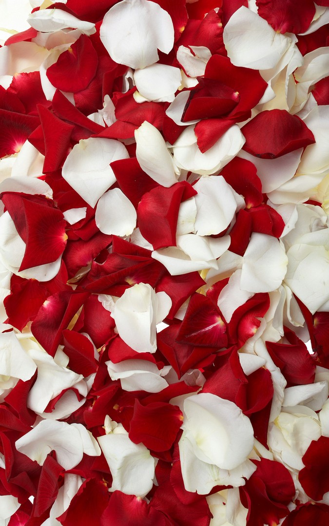 Red White Petal Flowers Hd Wallpaper Resolution - Iphone Red And White - HD Wallpaper 