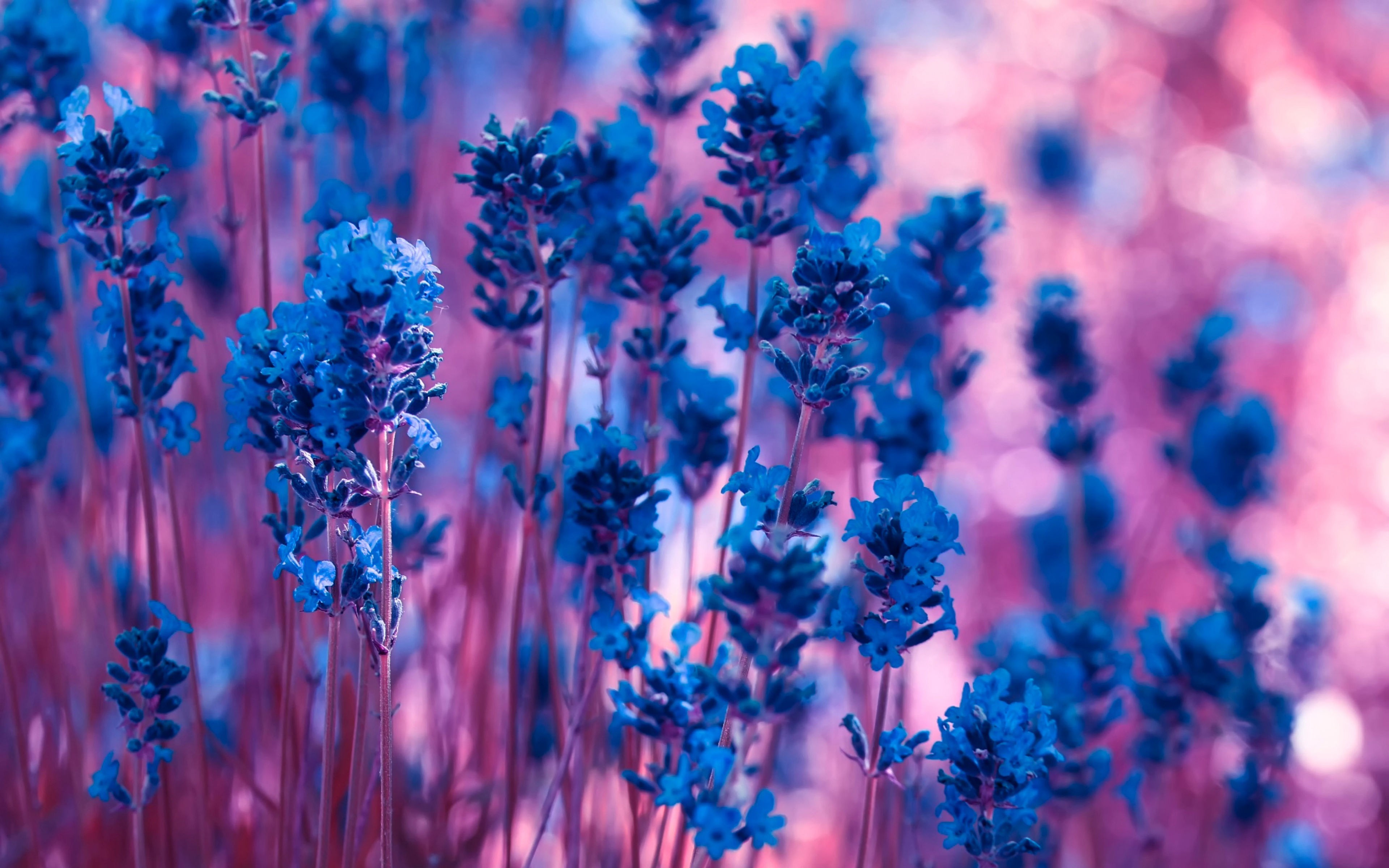 Violet, Lavender, Flowers, Widescreen, High, Definition, - High Resolution Hd Flower - HD Wallpaper 